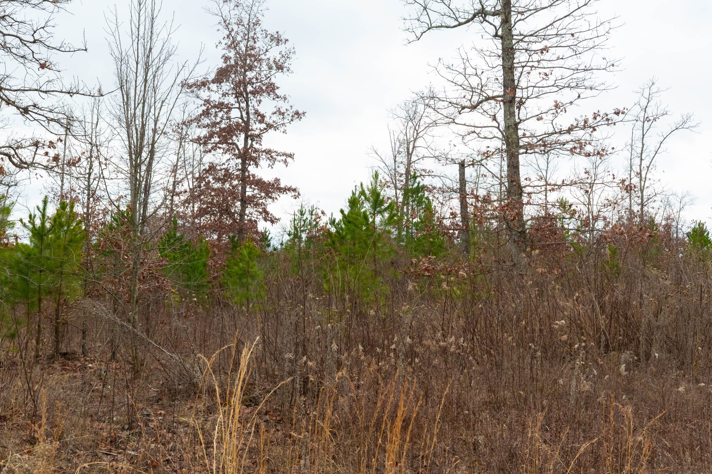 Windy Ridge Tract 12 photo 7