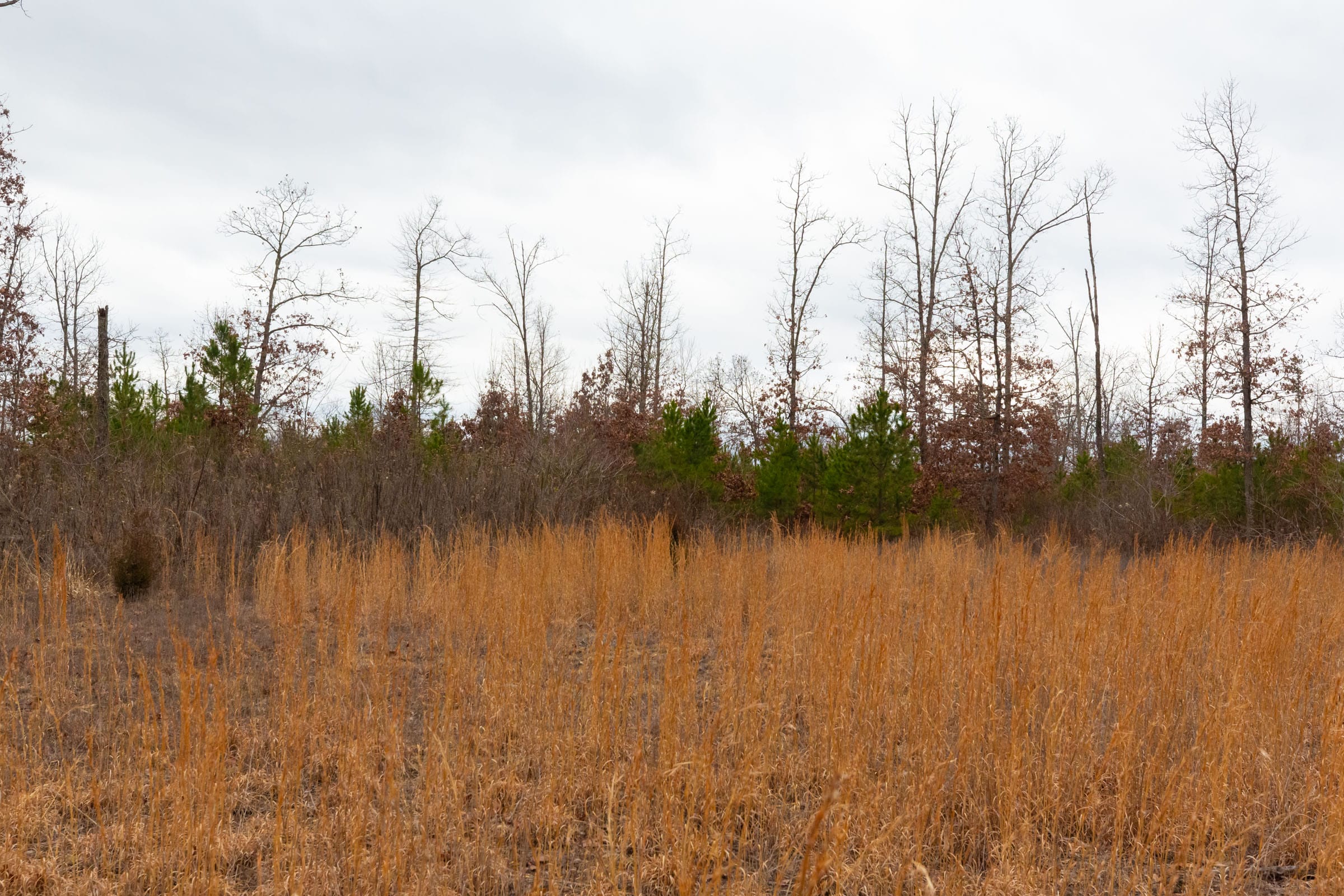 Windy Ridge Tract 12 photo 6