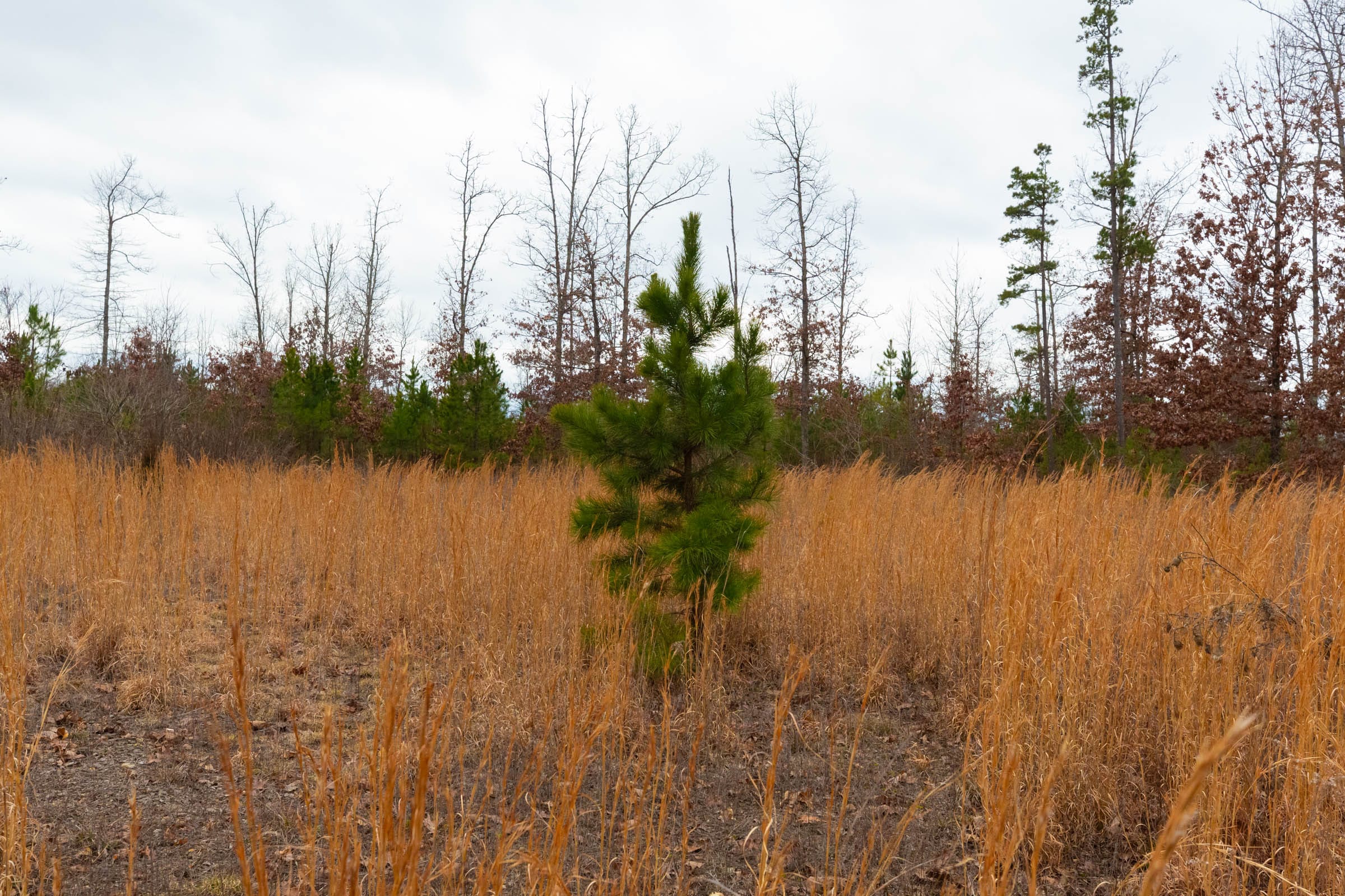 Windy Ridge Tract 12 photo 3
