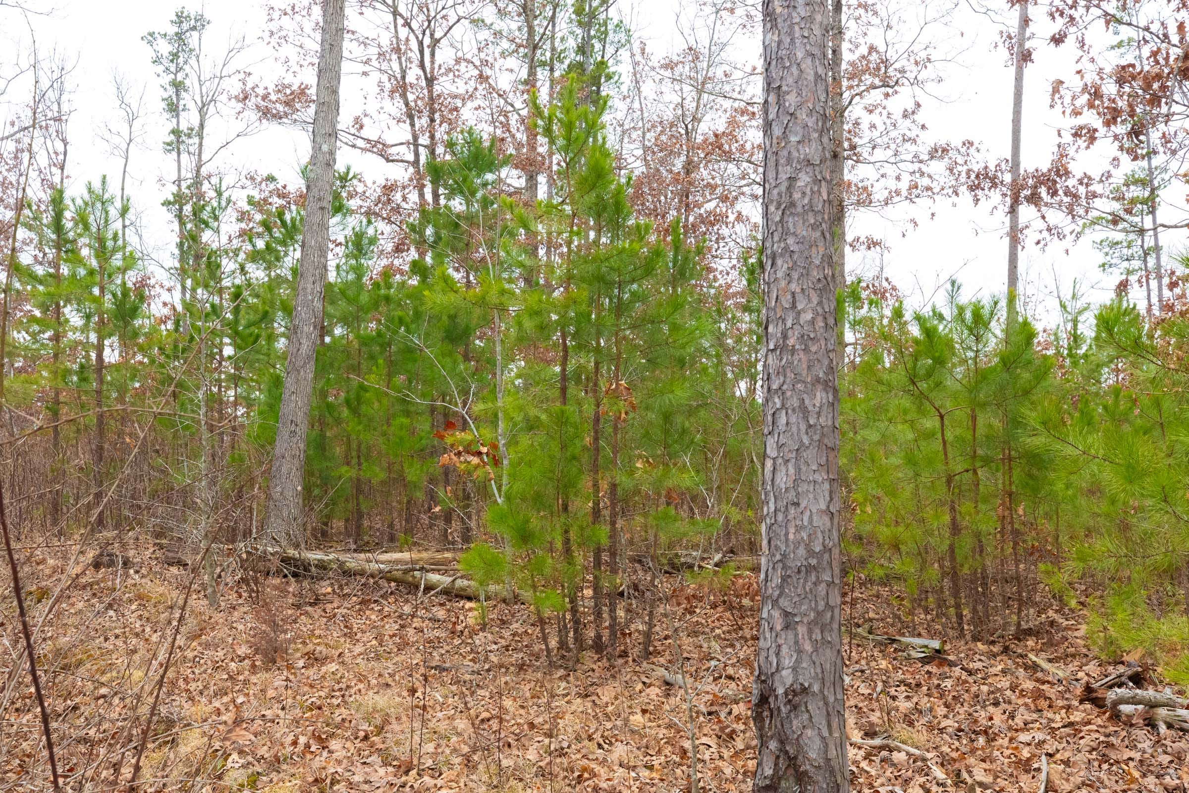 Windy Ridge Tract 12 photo 2