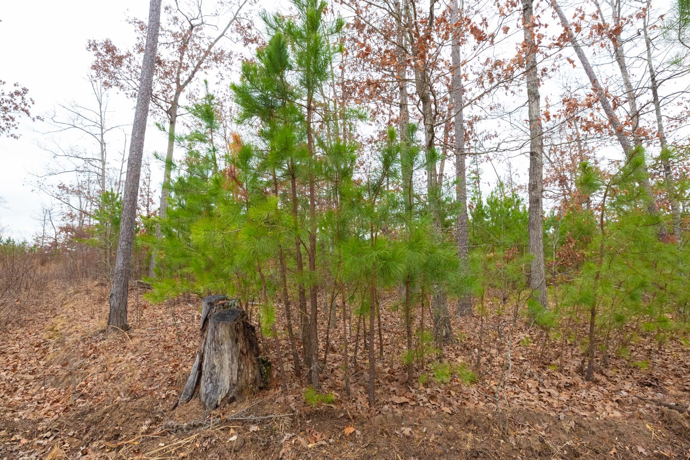 Windy Ridge Tract 12 photo 4