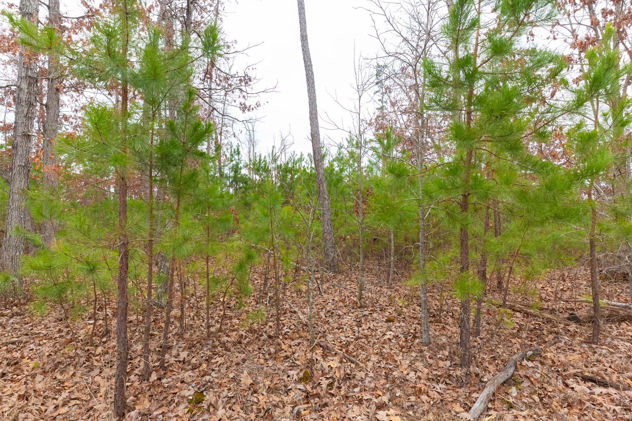 Windy Ridge Tract 12 photo 10