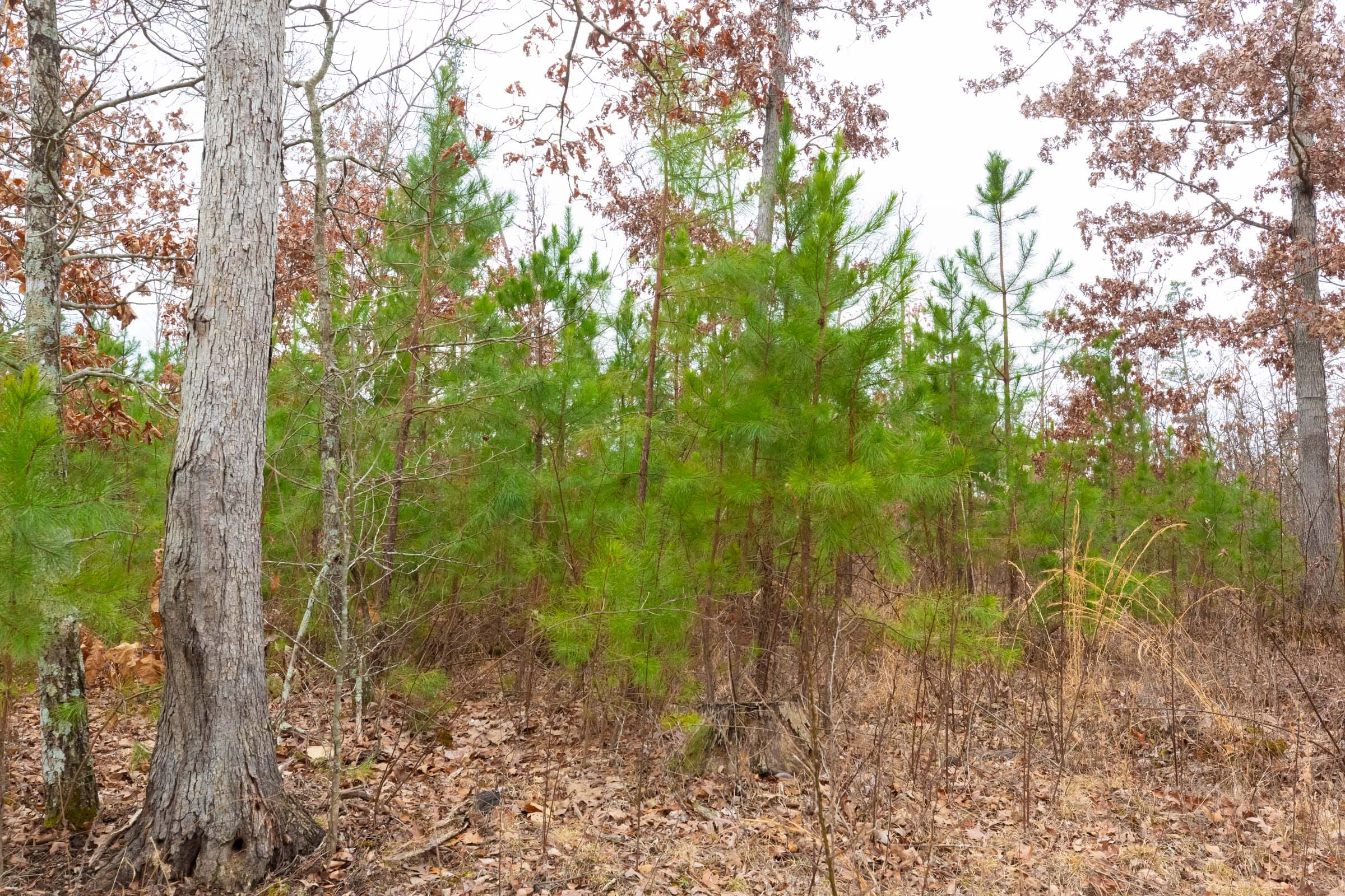 Windy Ridge Tract 12 photo 12