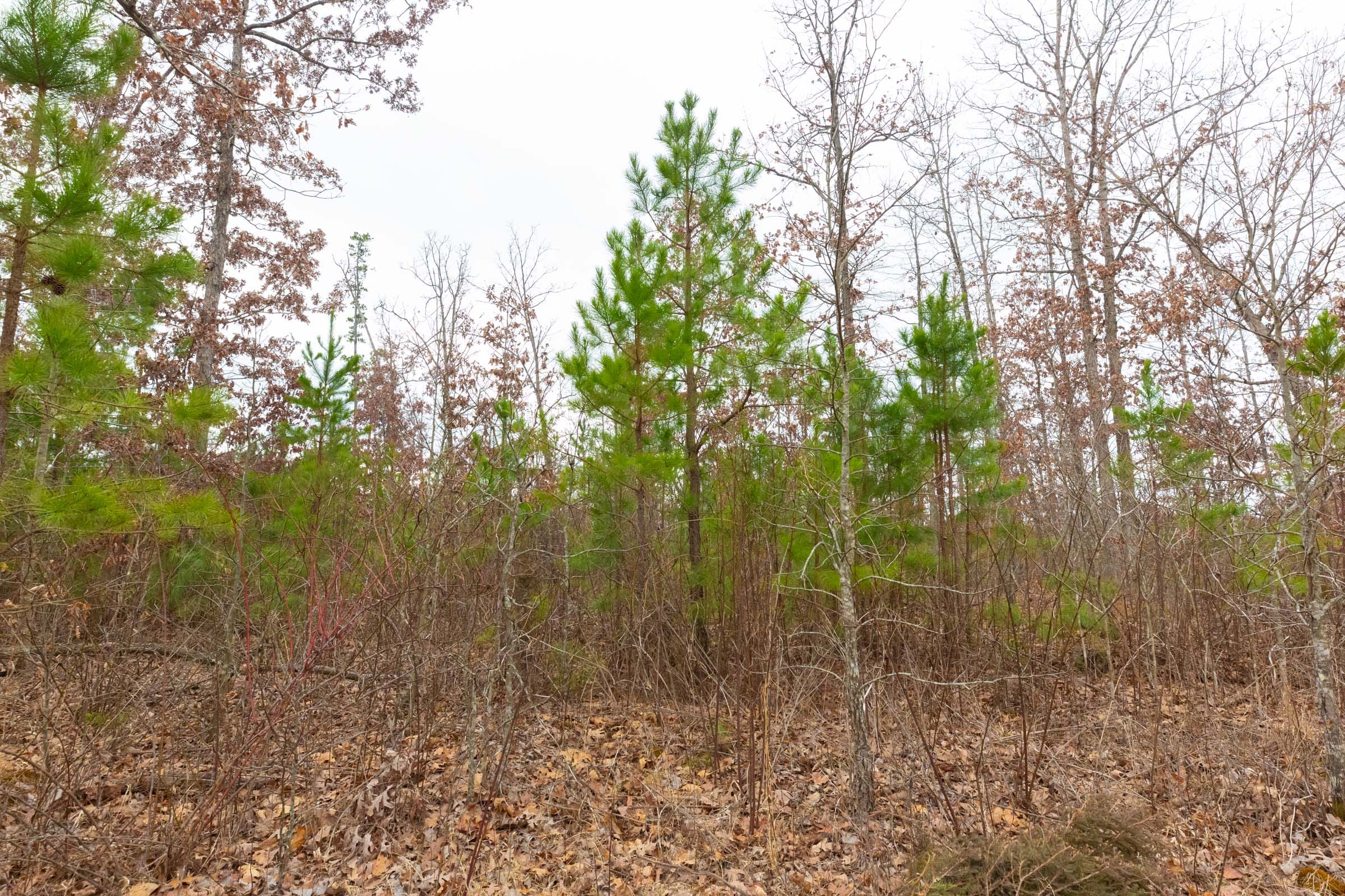 Windy Ridge Tract 12 photo 14