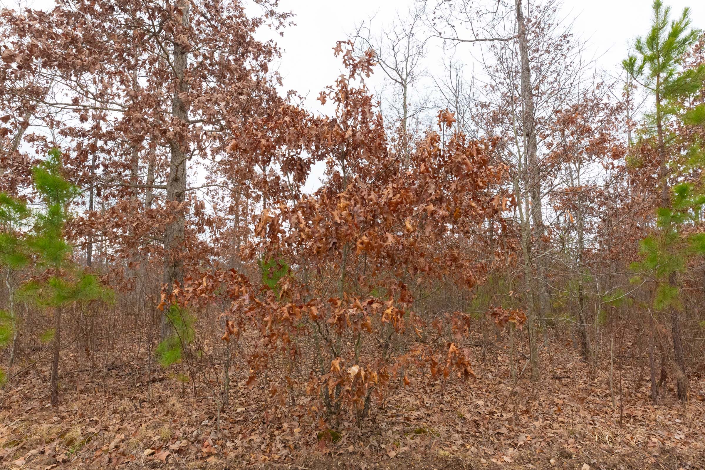 Windy Ridge Tract 12 photo 11