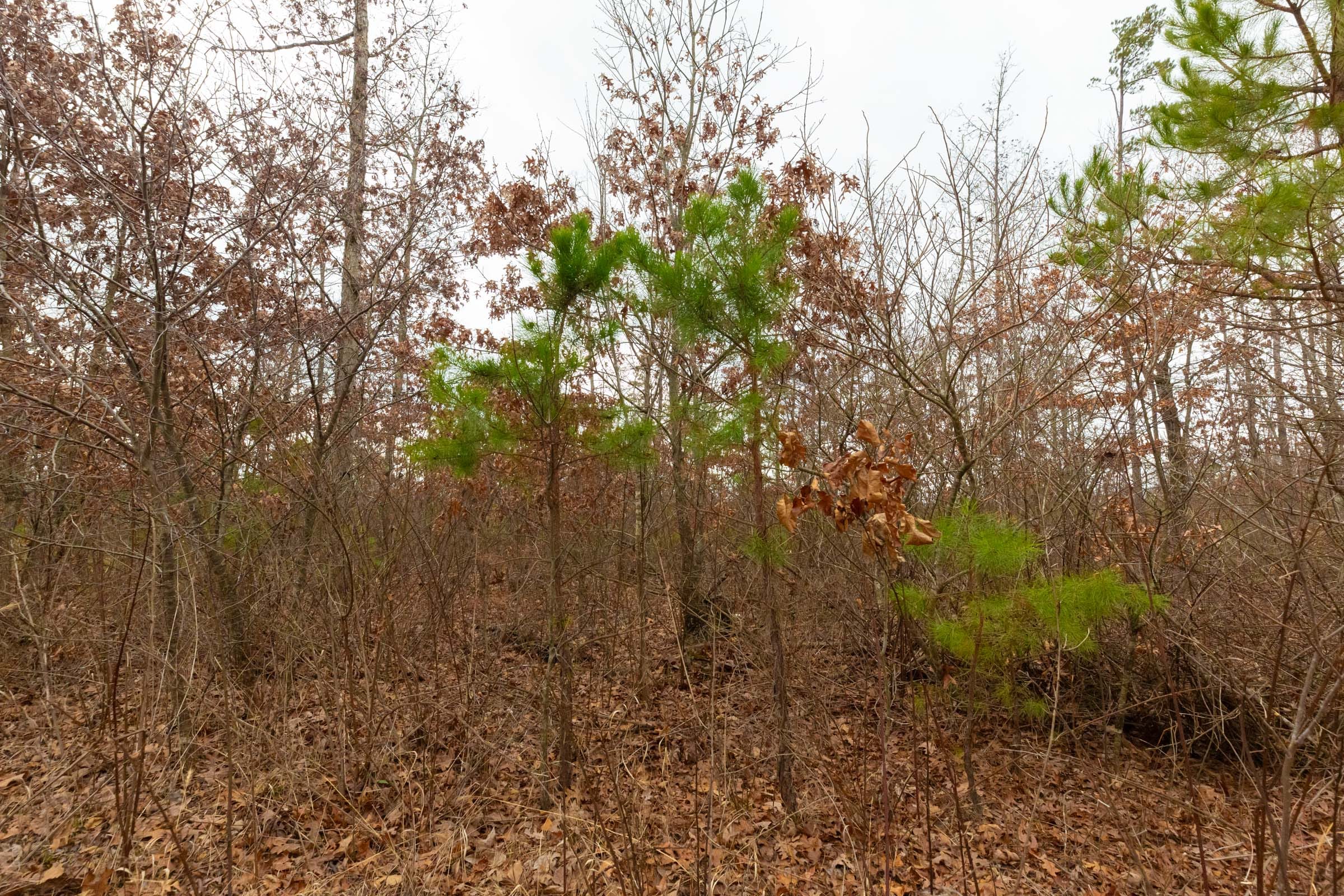 Windy Ridge Tract 12 photo 13