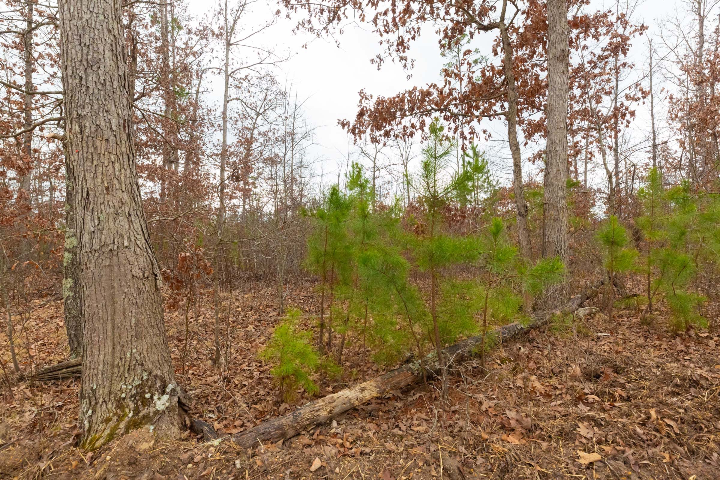 Windy Ridge Tract 12 photo 15