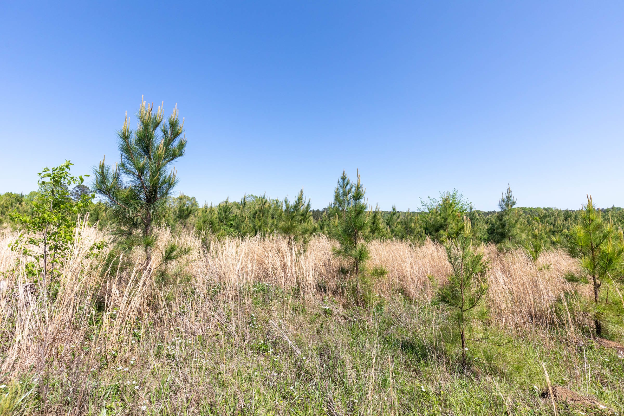 Clear Wood Tract 21 photo 4