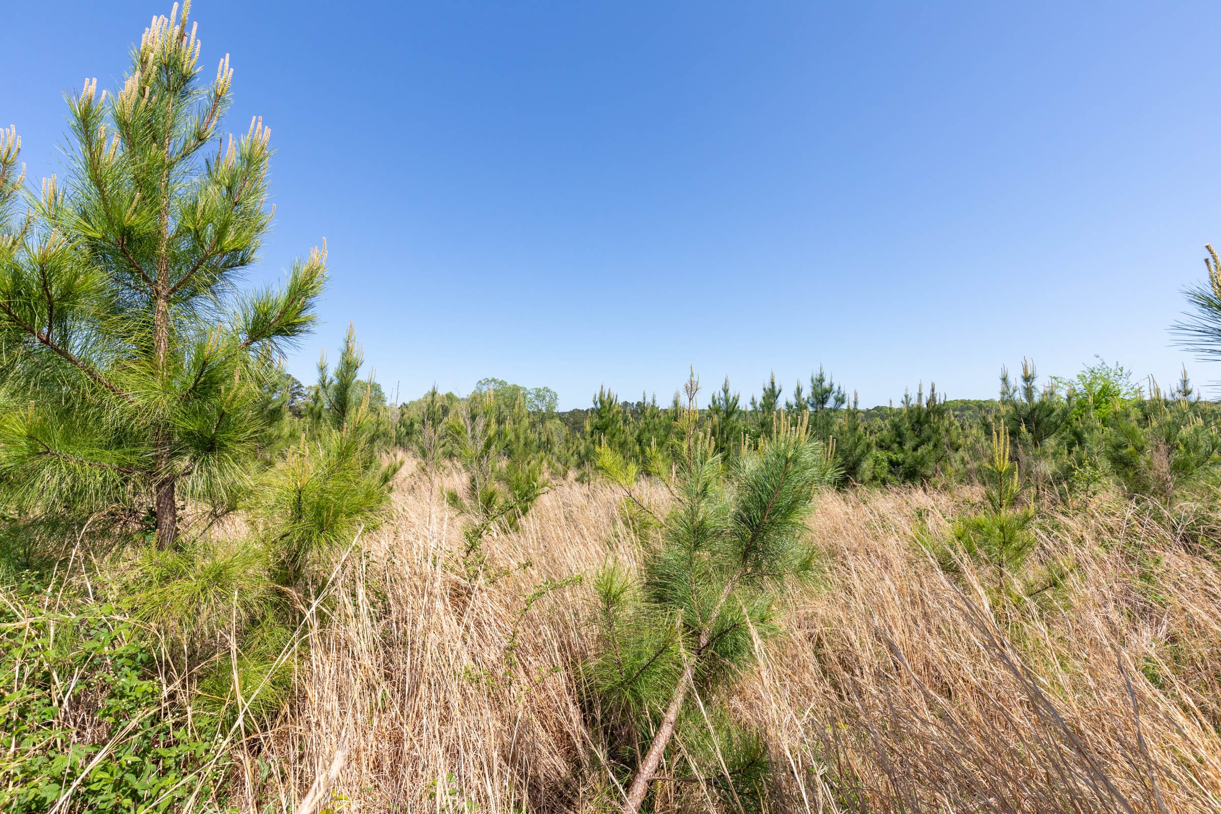 Clear Wood Tract 21 photo 5