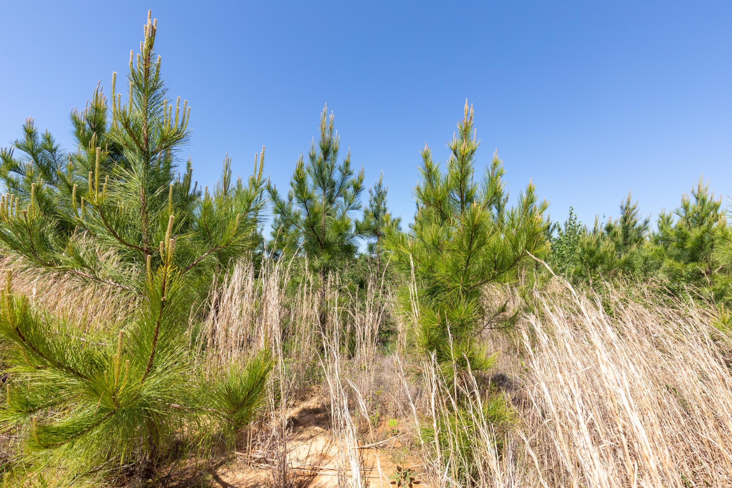 Clear Wood Tract 21 photo 8