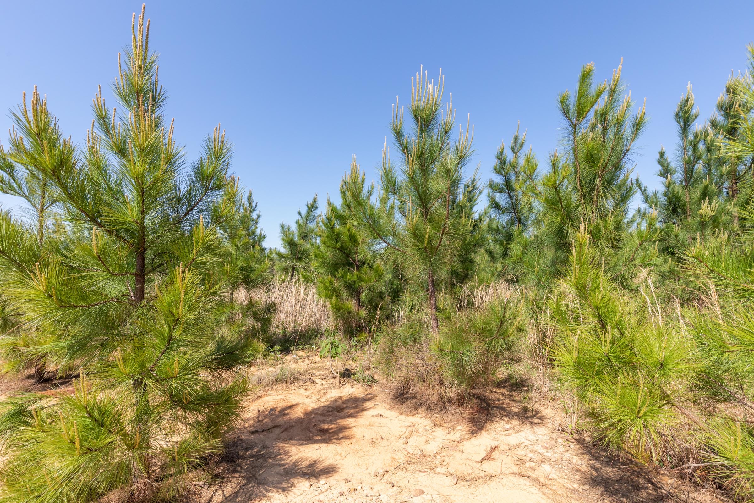 Clear Wood Tract 21 photo 9