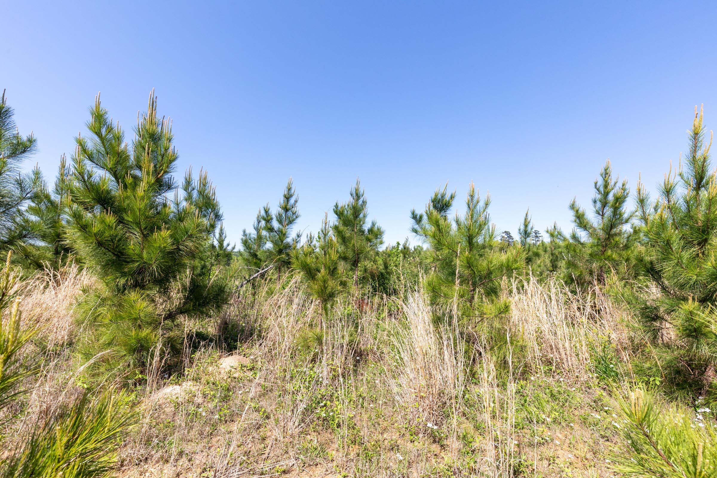 Clear Wood Tract 21 photo 10