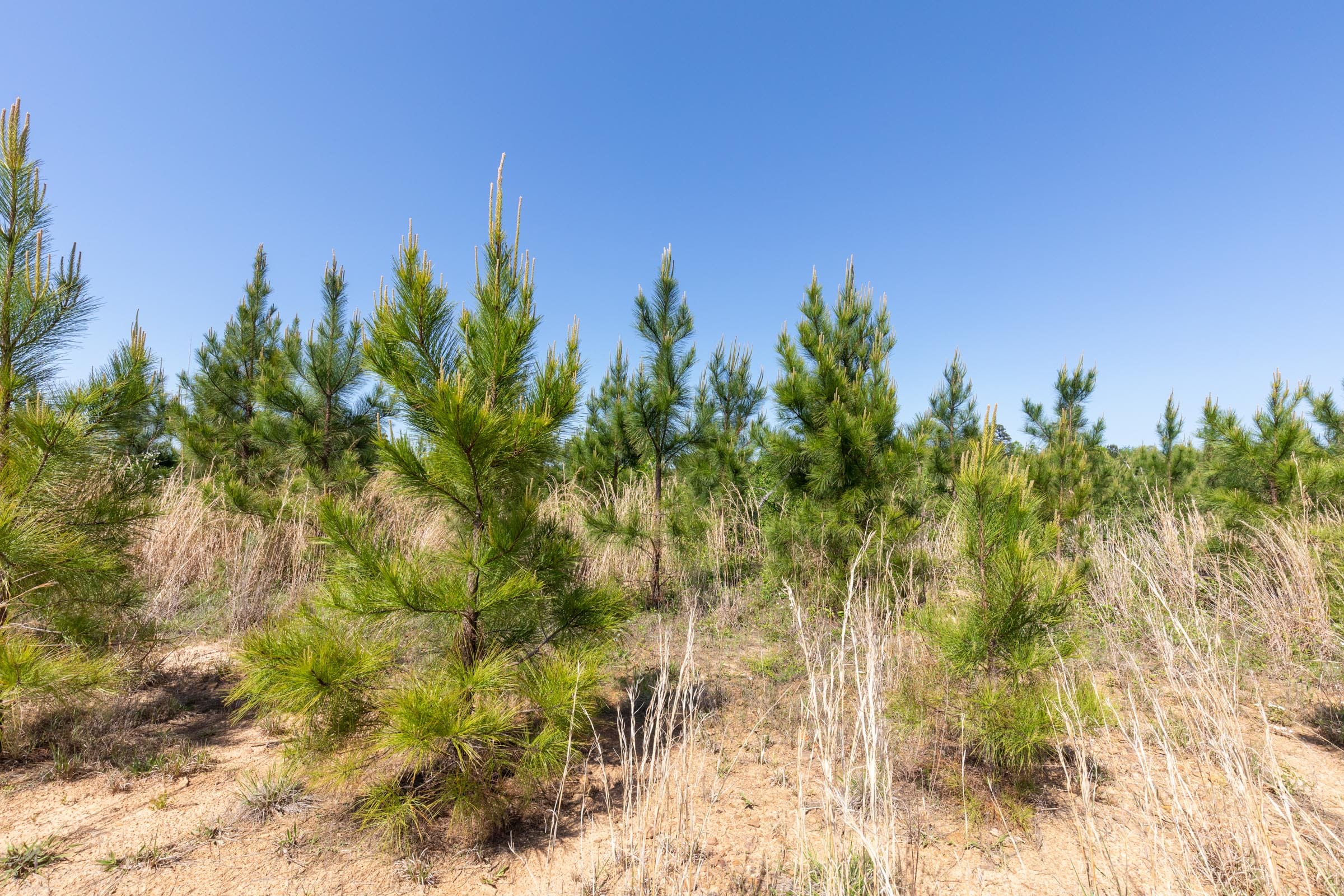 Clear Wood Tract 21 photo 11