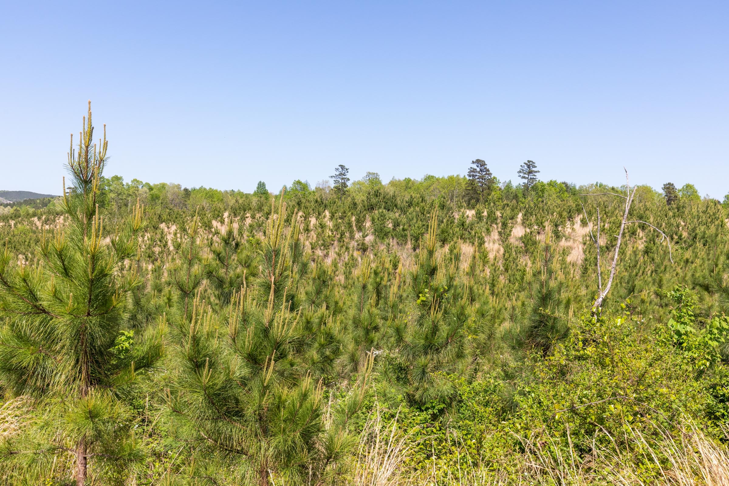 Clear Wood Tract 21 photo 13