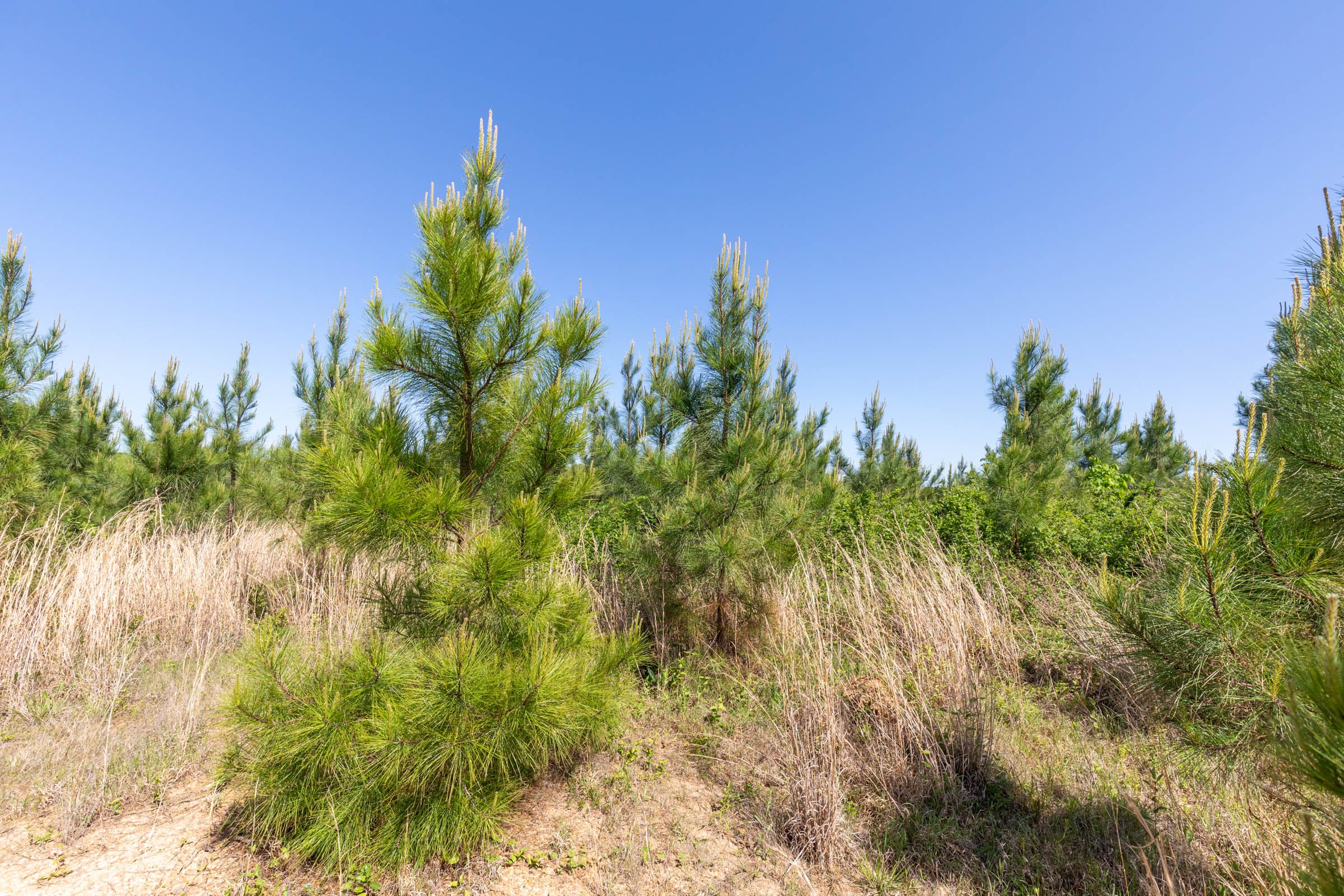 Clear Wood Tract 21 photo 16