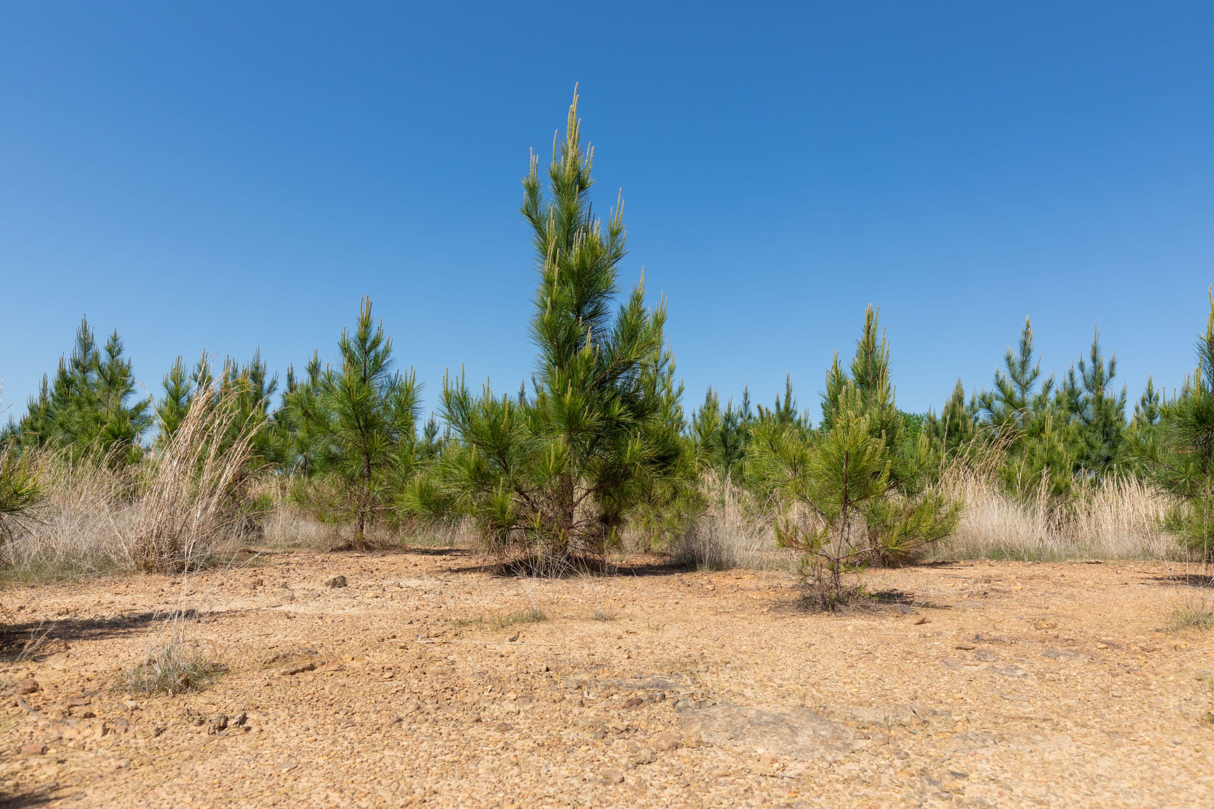 Clear Wood Tract 21 photo 18