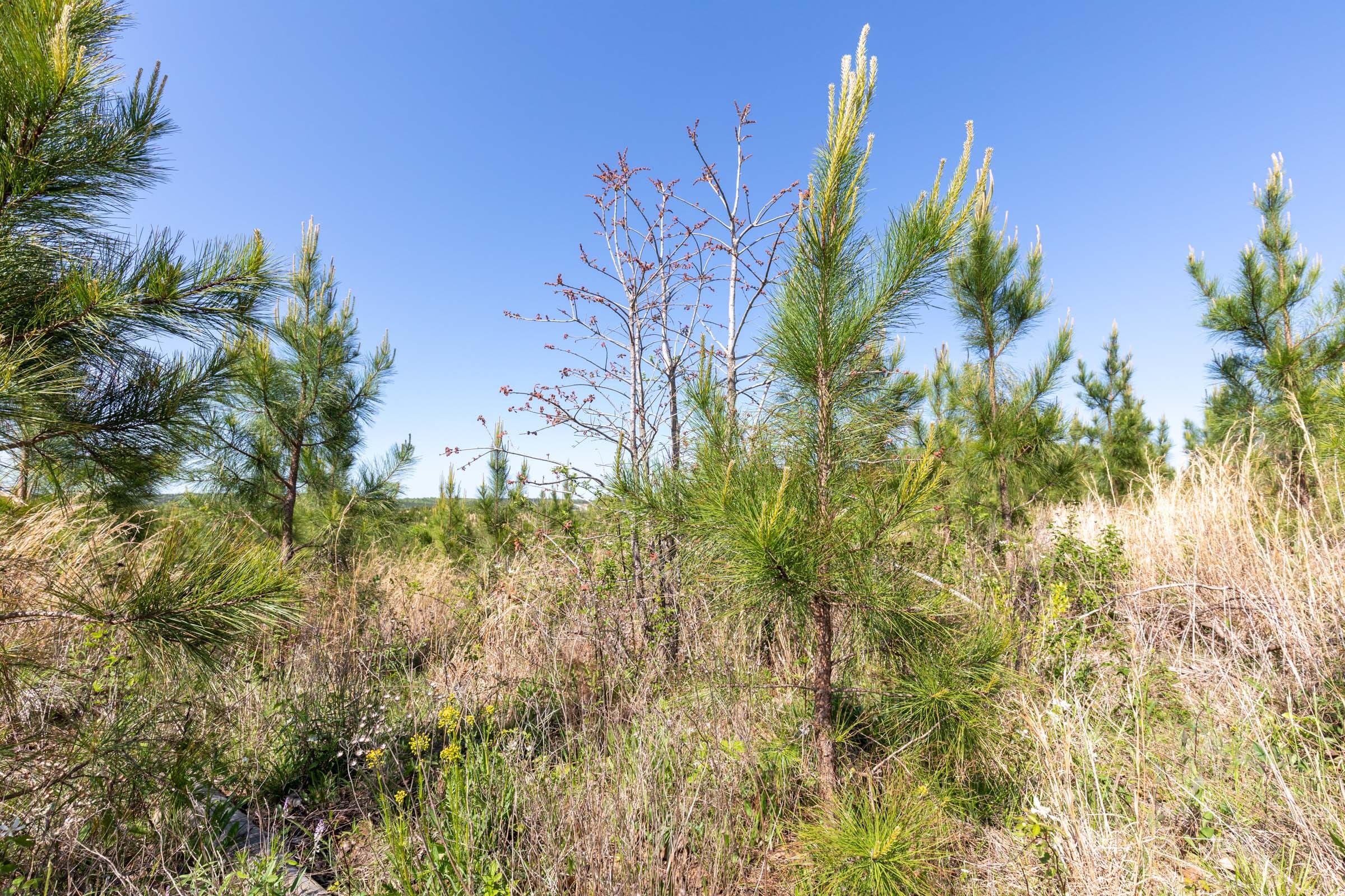 Clear Wood Tract 21 photo 20