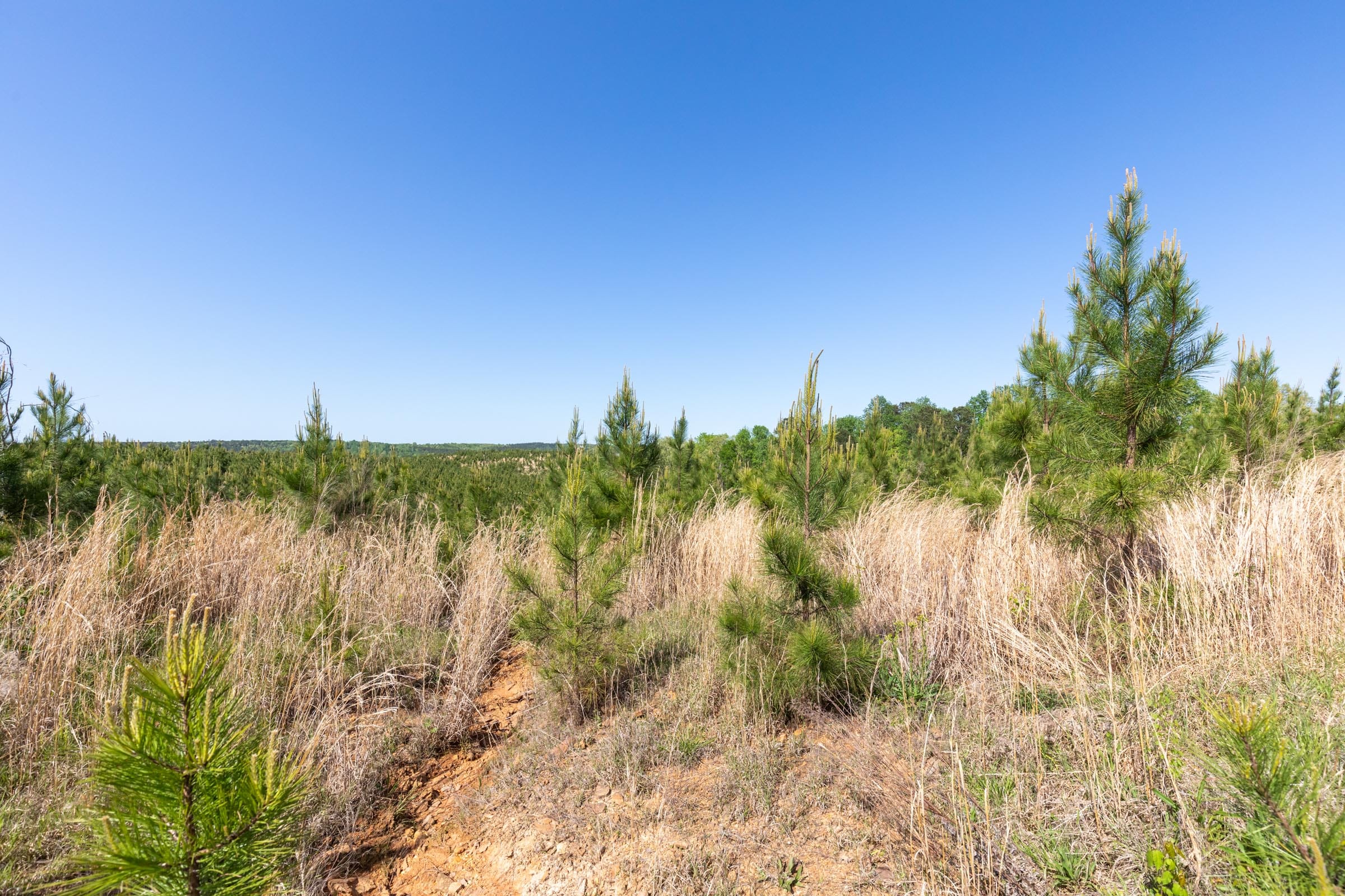 Clear Wood Tract 21 photo 21