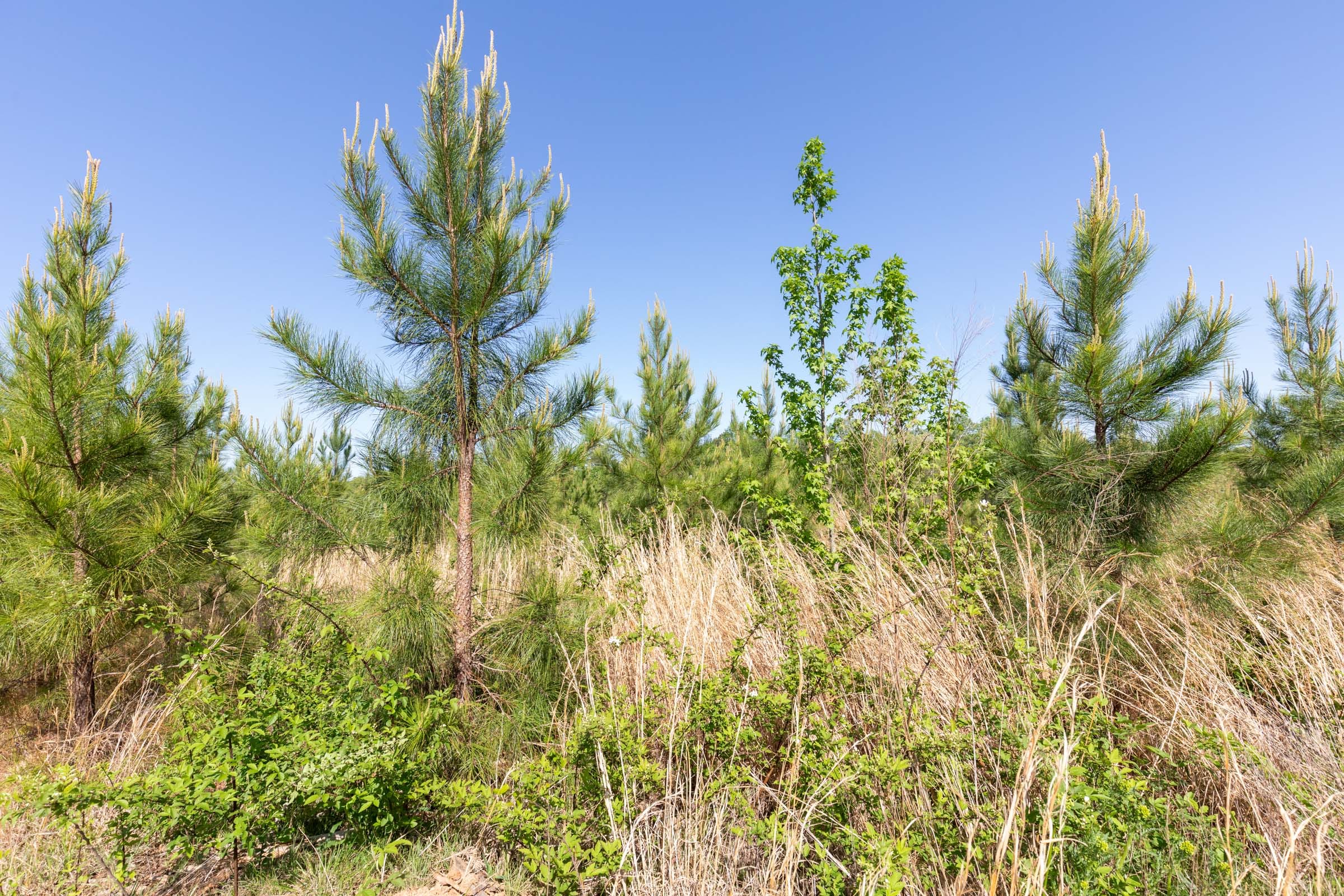 Clear Wood Tract 21 photo 23