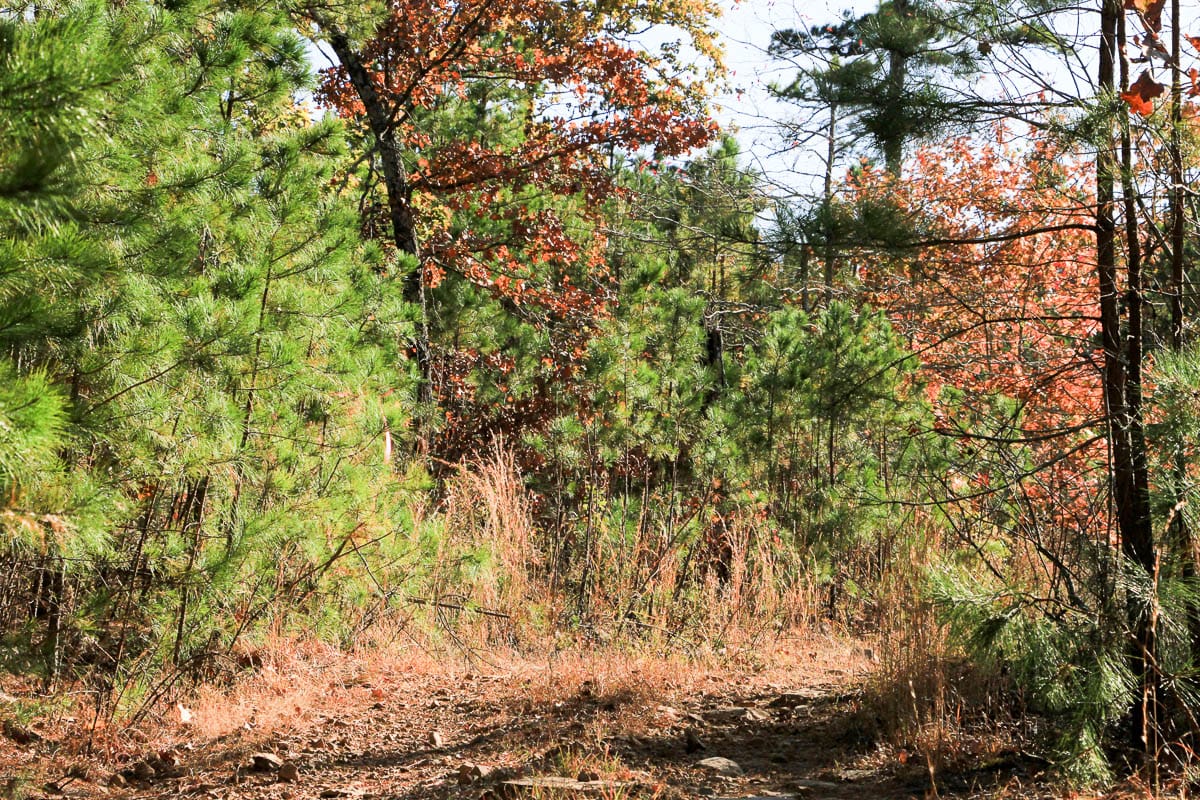 Stone Creek Phase III Tract 5 photo 3