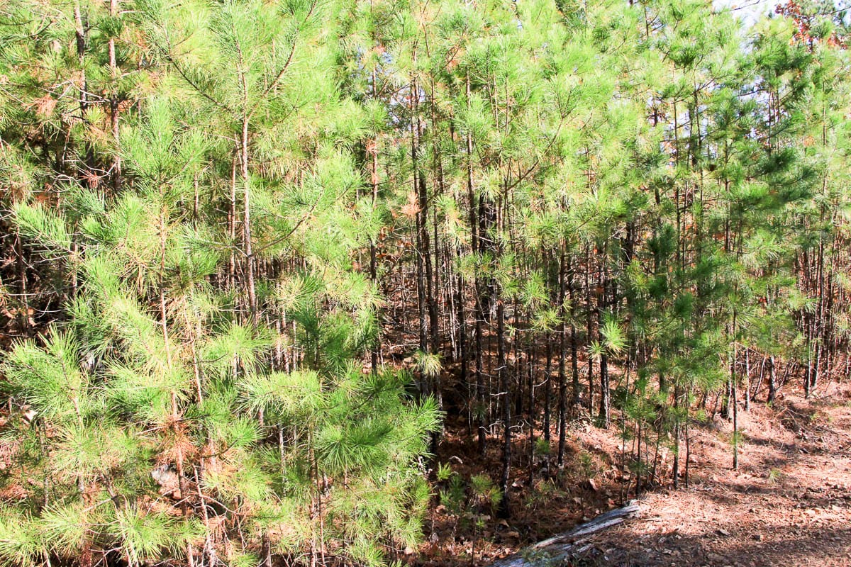 Stone Creek Phase III Tract 5 photo 4