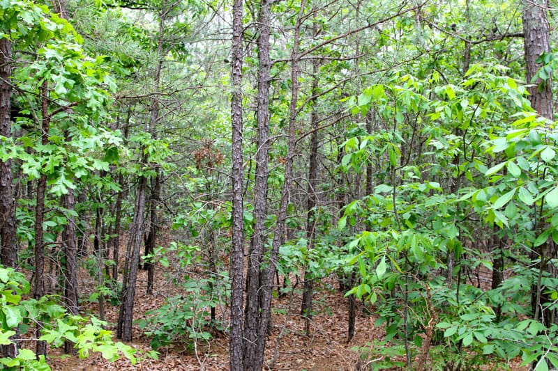 Trophy Ridge Phase II Tract 94 photo 9