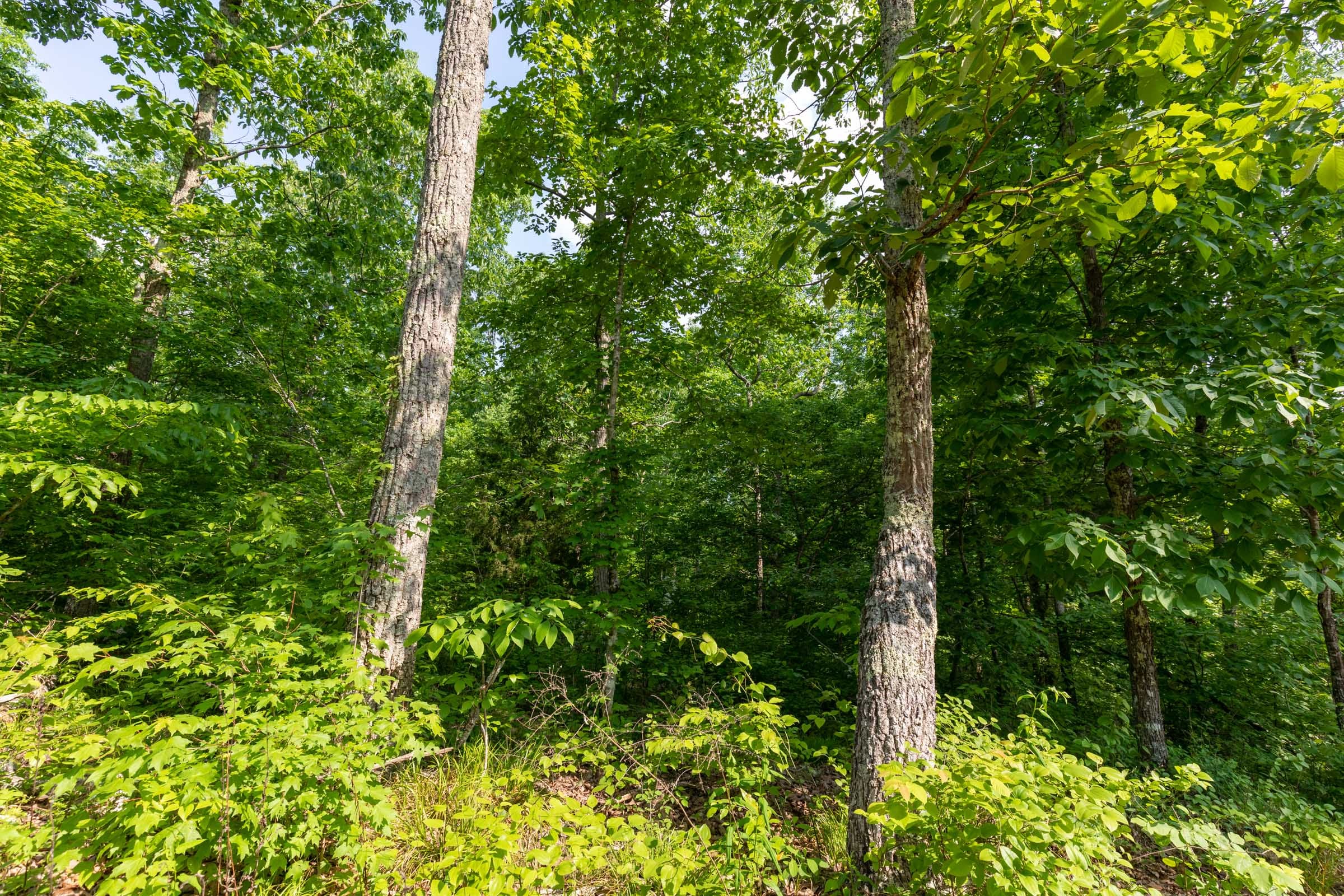 Cedar Creek Tract 25 photo 2