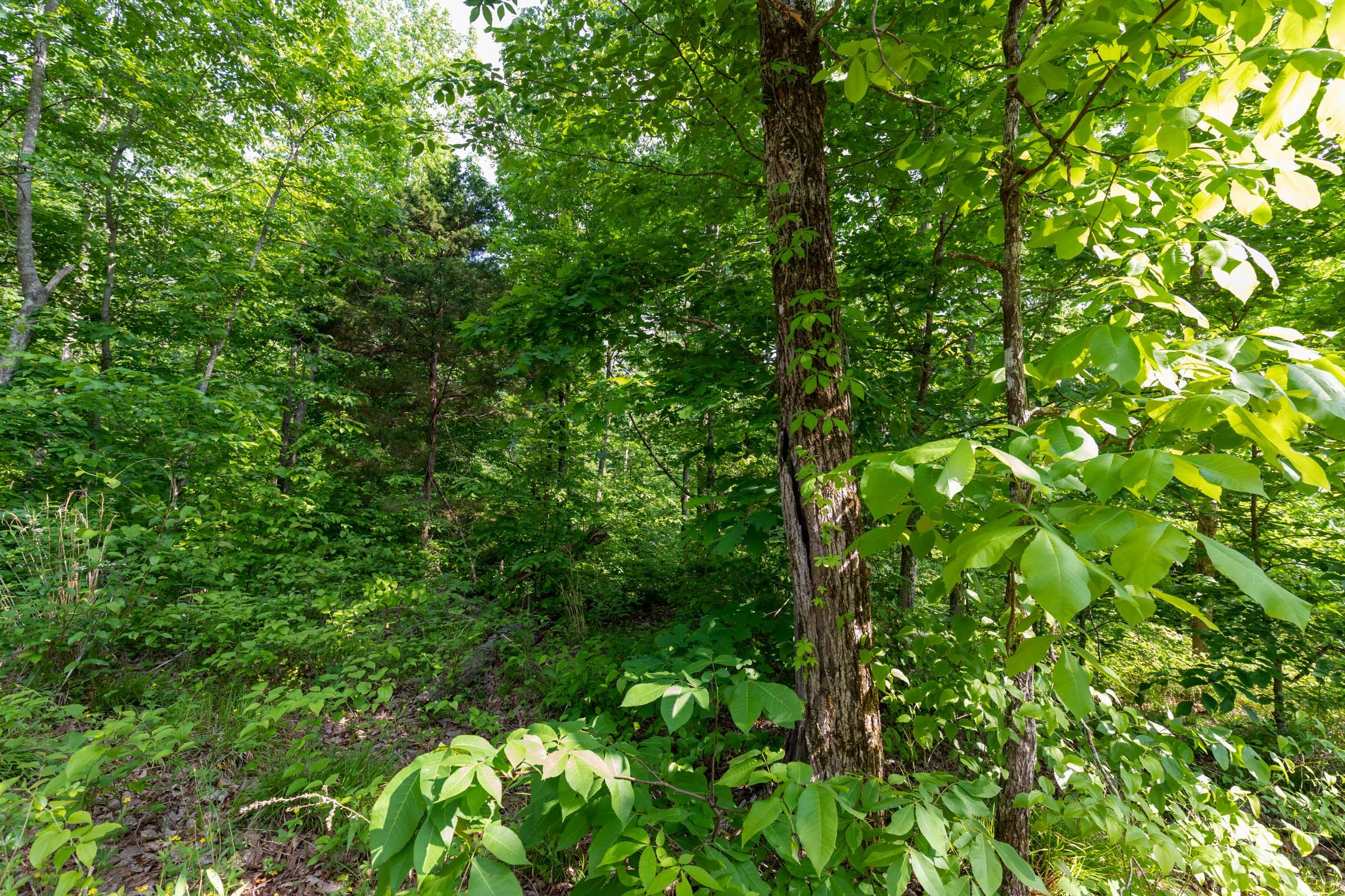Cedar Creek Tract 25 photo 4