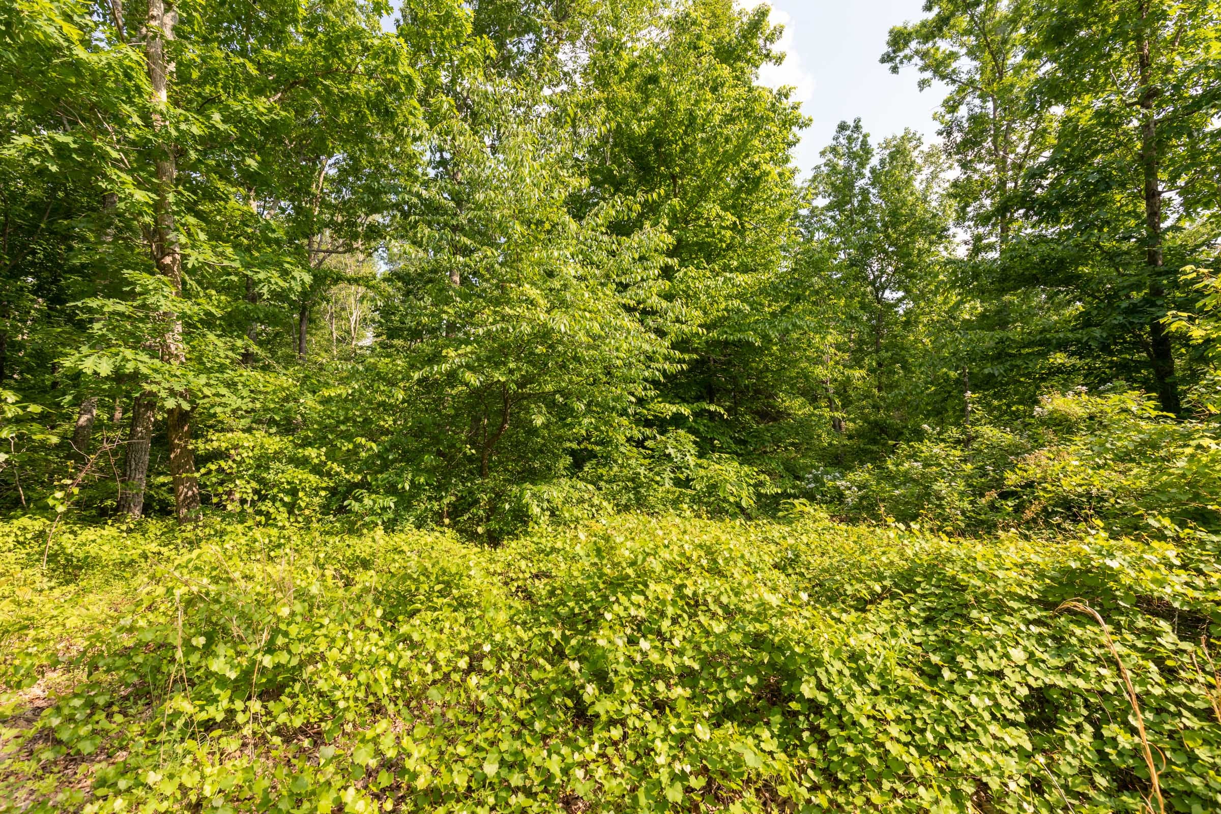 Cedar Creek Tract 25 photo 3