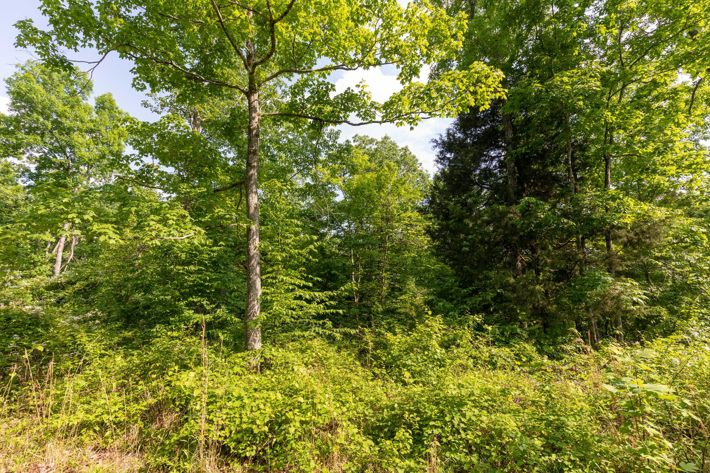 Cedar Creek Tract 25 photo 6