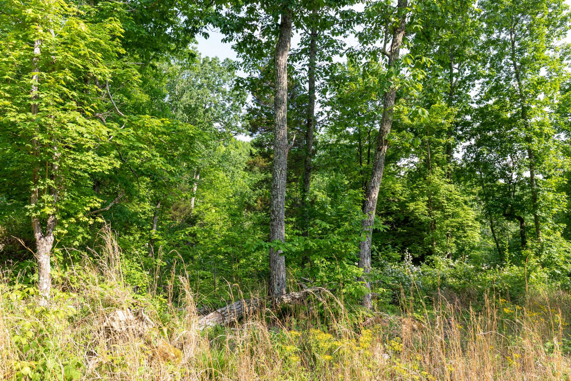 Cedar Creek Tract 25 photo 7