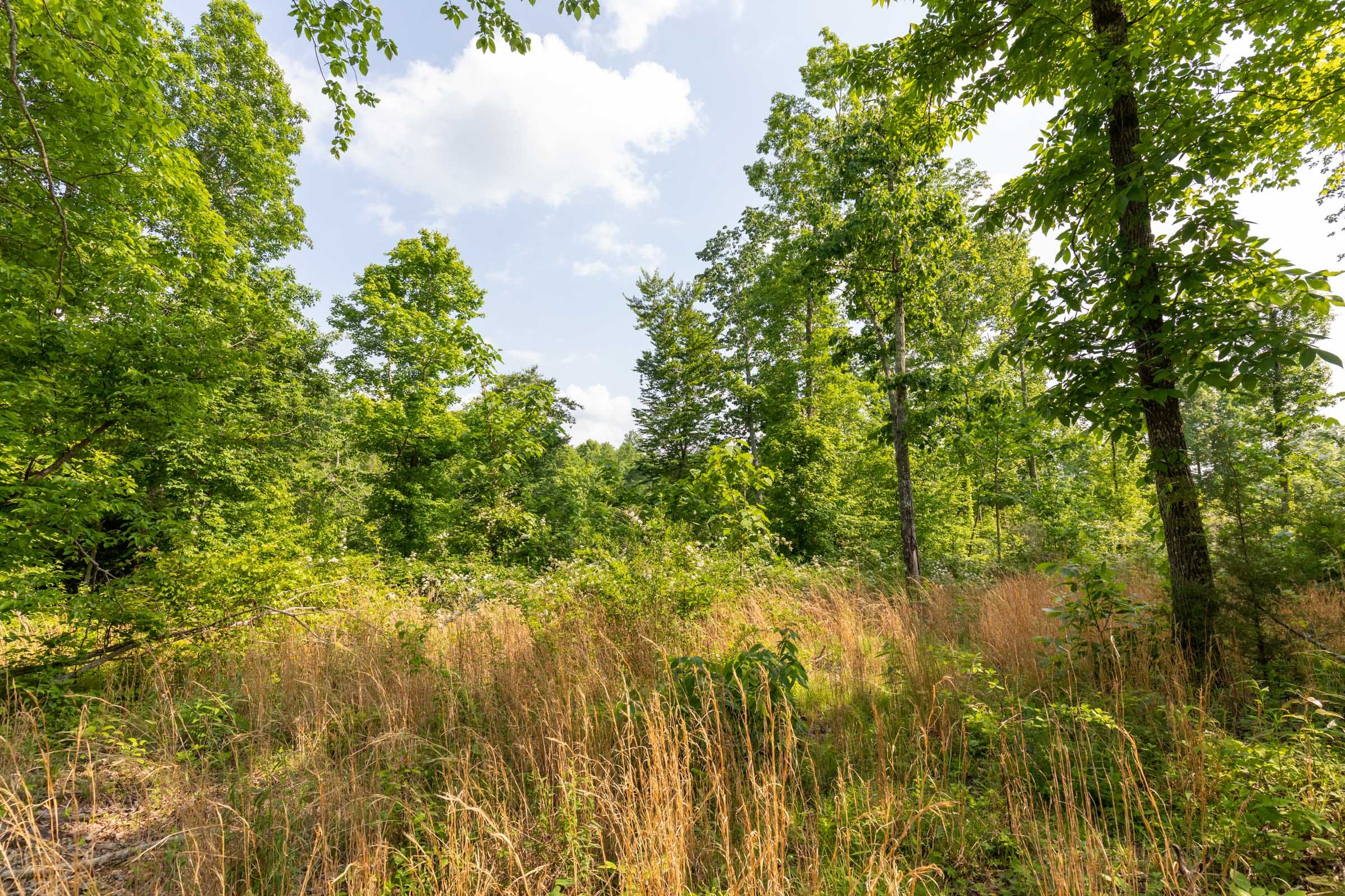 Cedar Creek Tract 25 photo 8