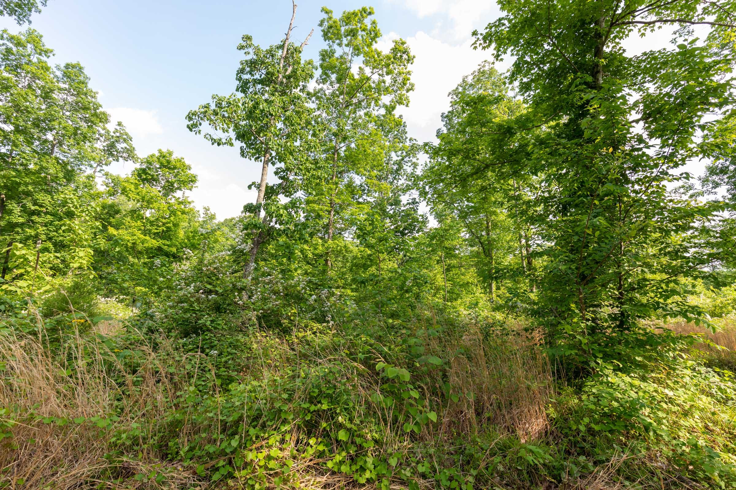 Cedar Creek Tract 25 photo 10