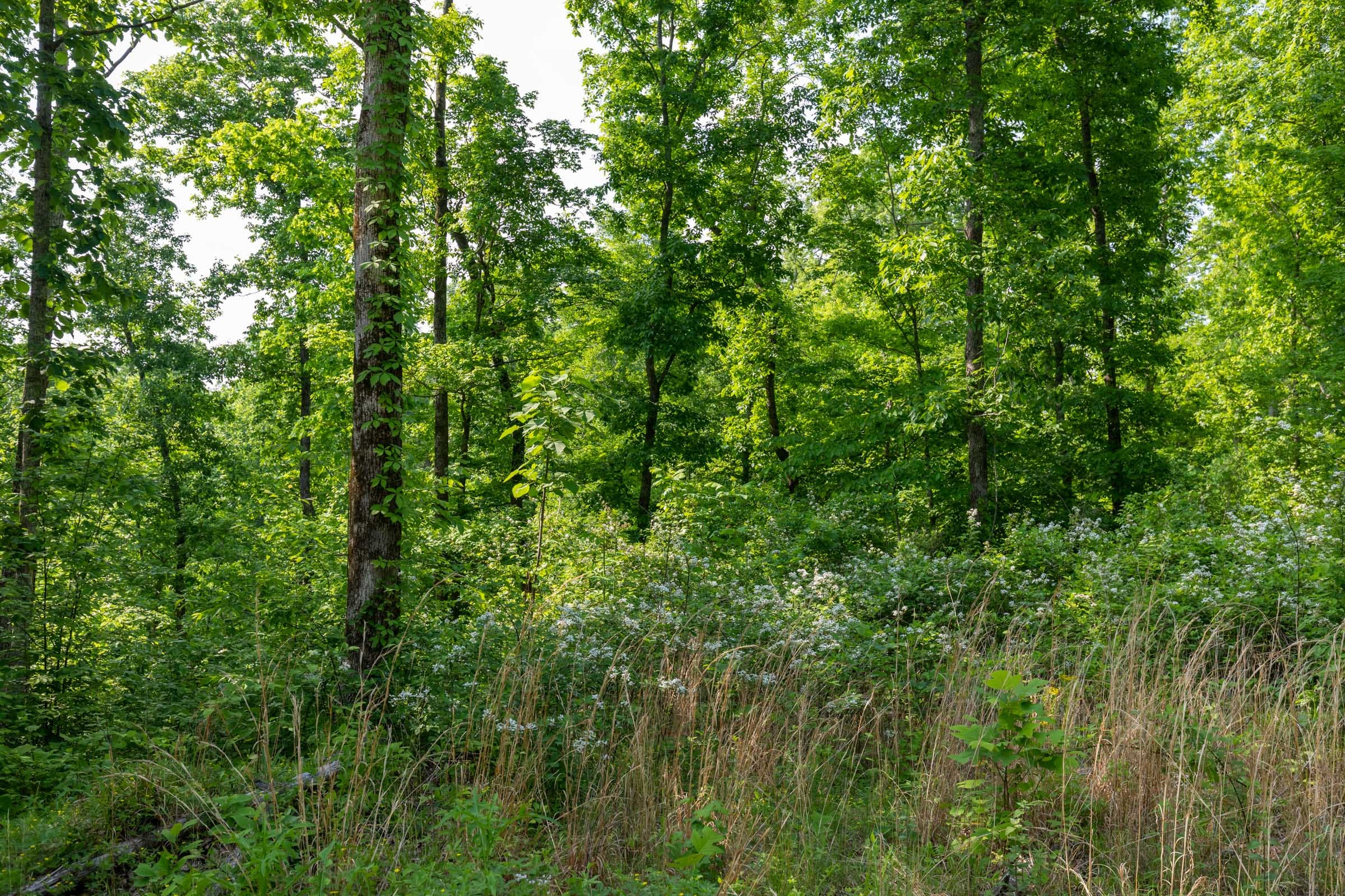 Cedar Creek Tract 25 photo 11