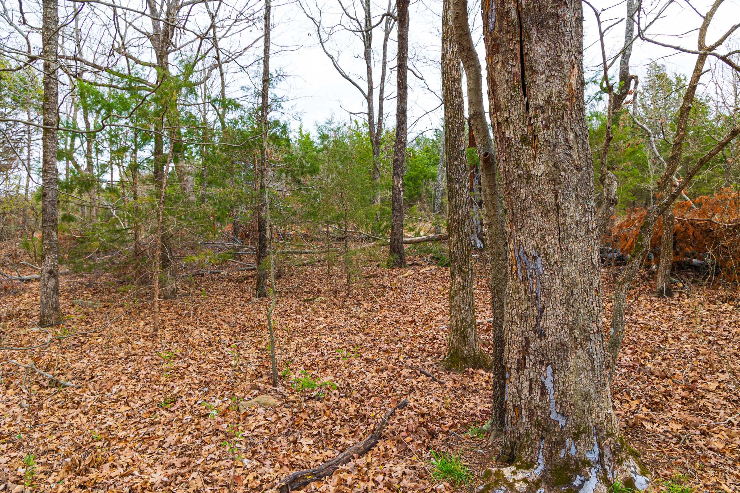 Reserves At Cattail Cove Phase I Tract 13 photo 6