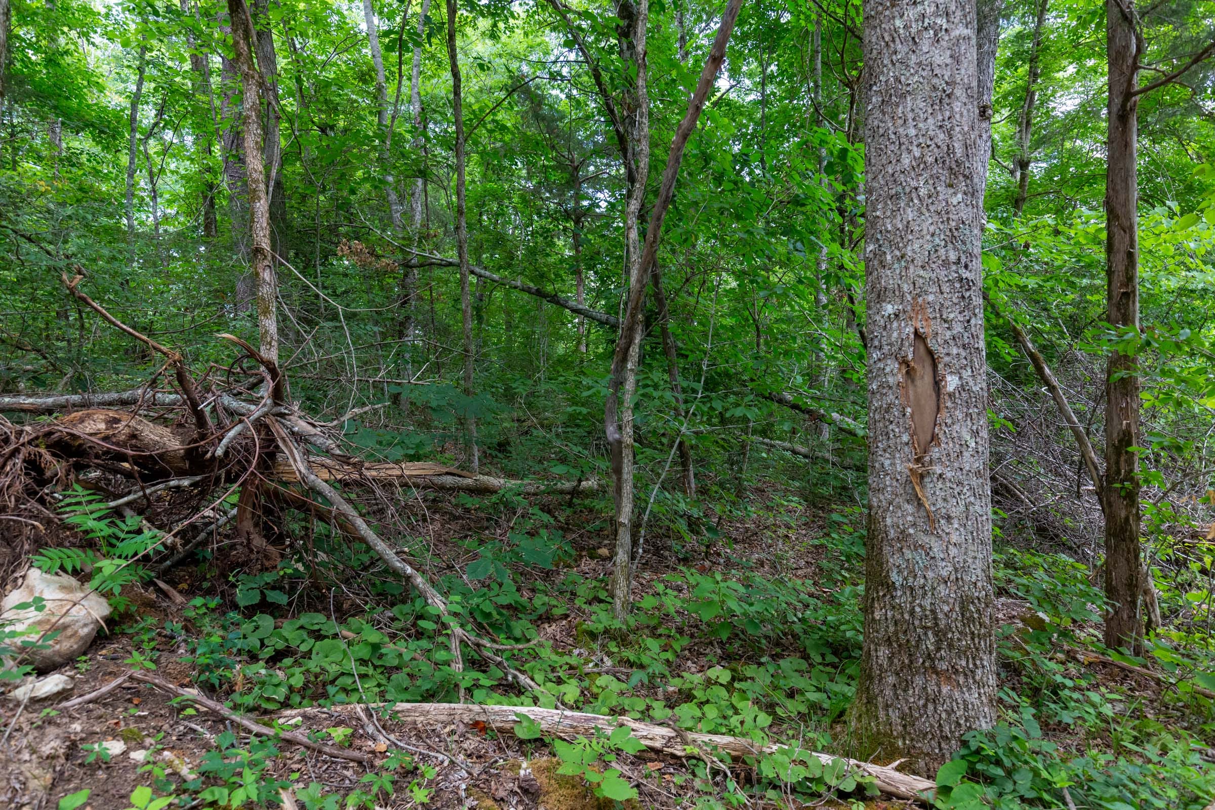 Tucker Hollow Tract 8 photo 3