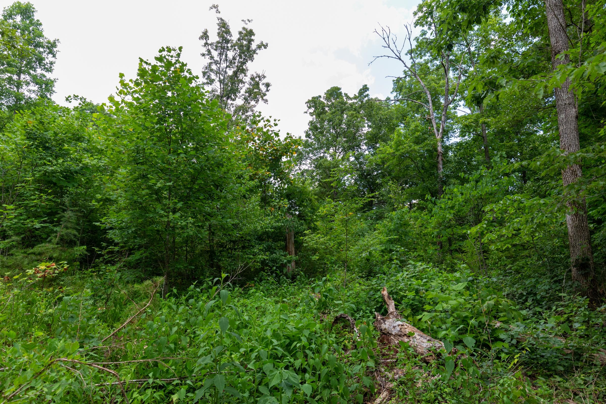 Tucker Hollow Tract 8 photo 4