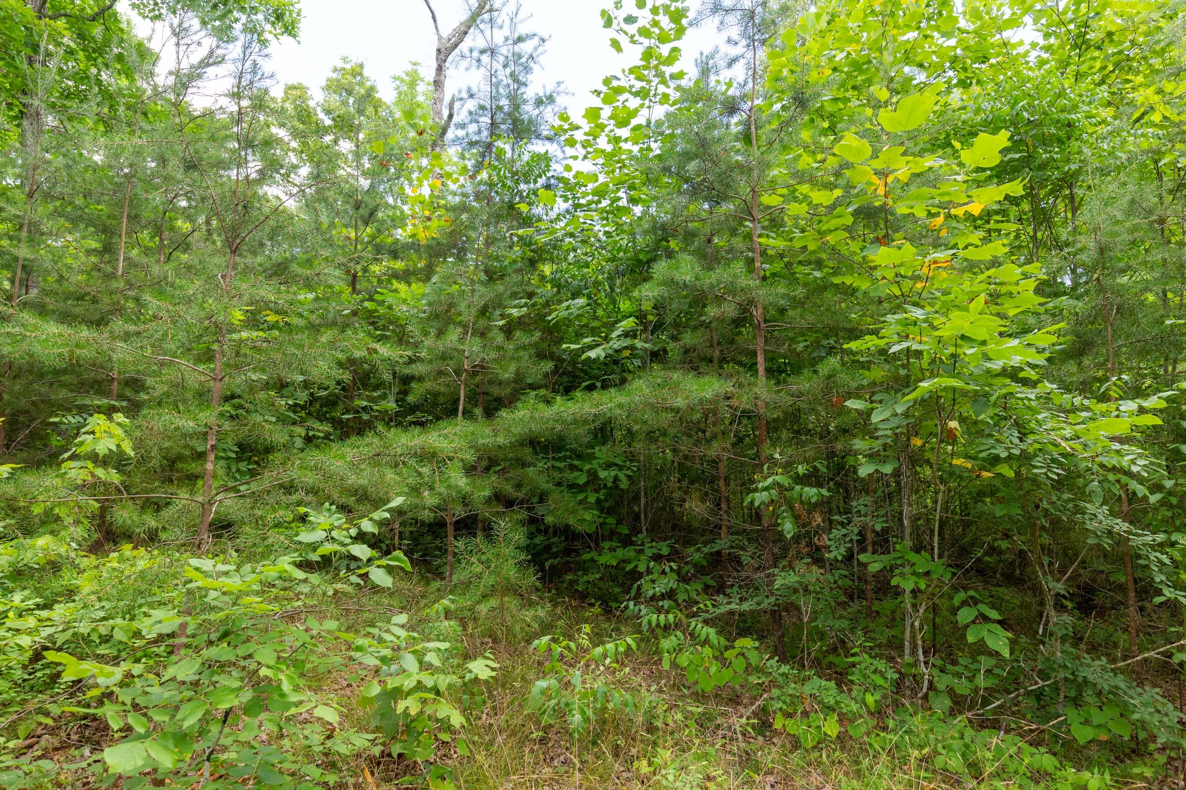 Tucker Hollow Tract 8 photo 6