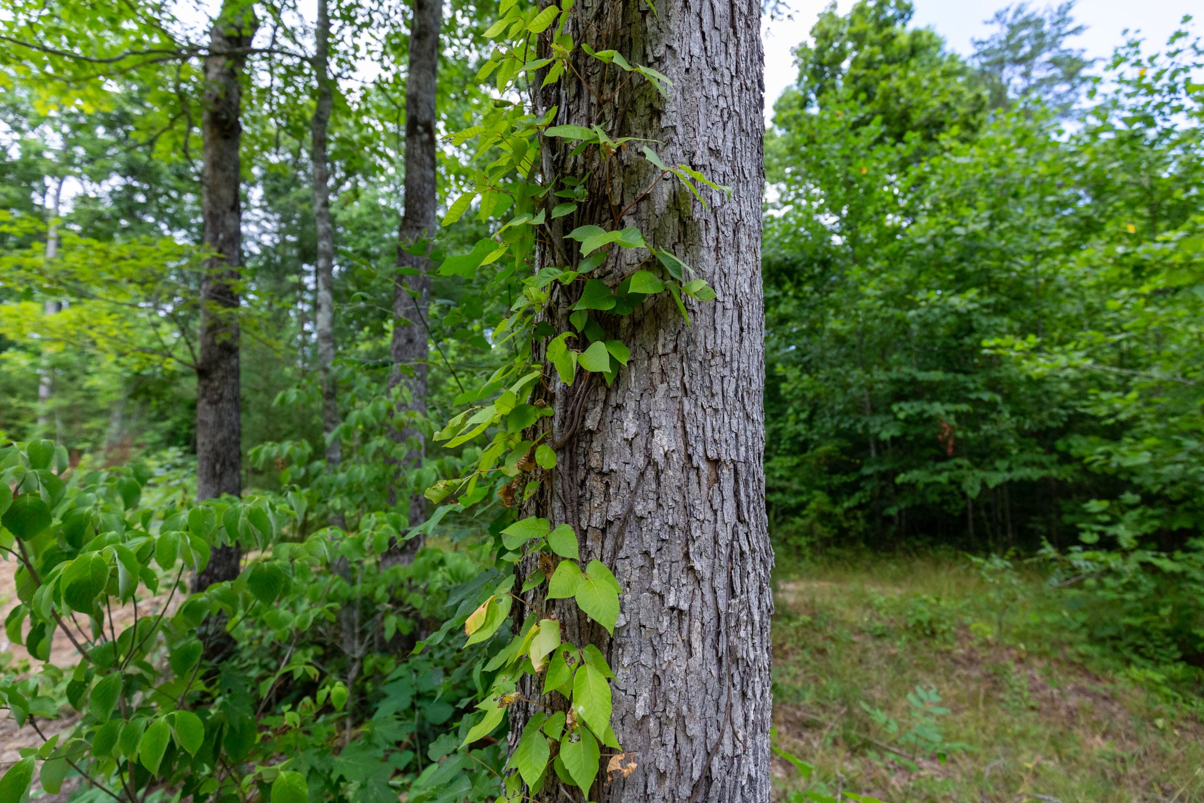 Tucker Hollow Tract 8 photo 8