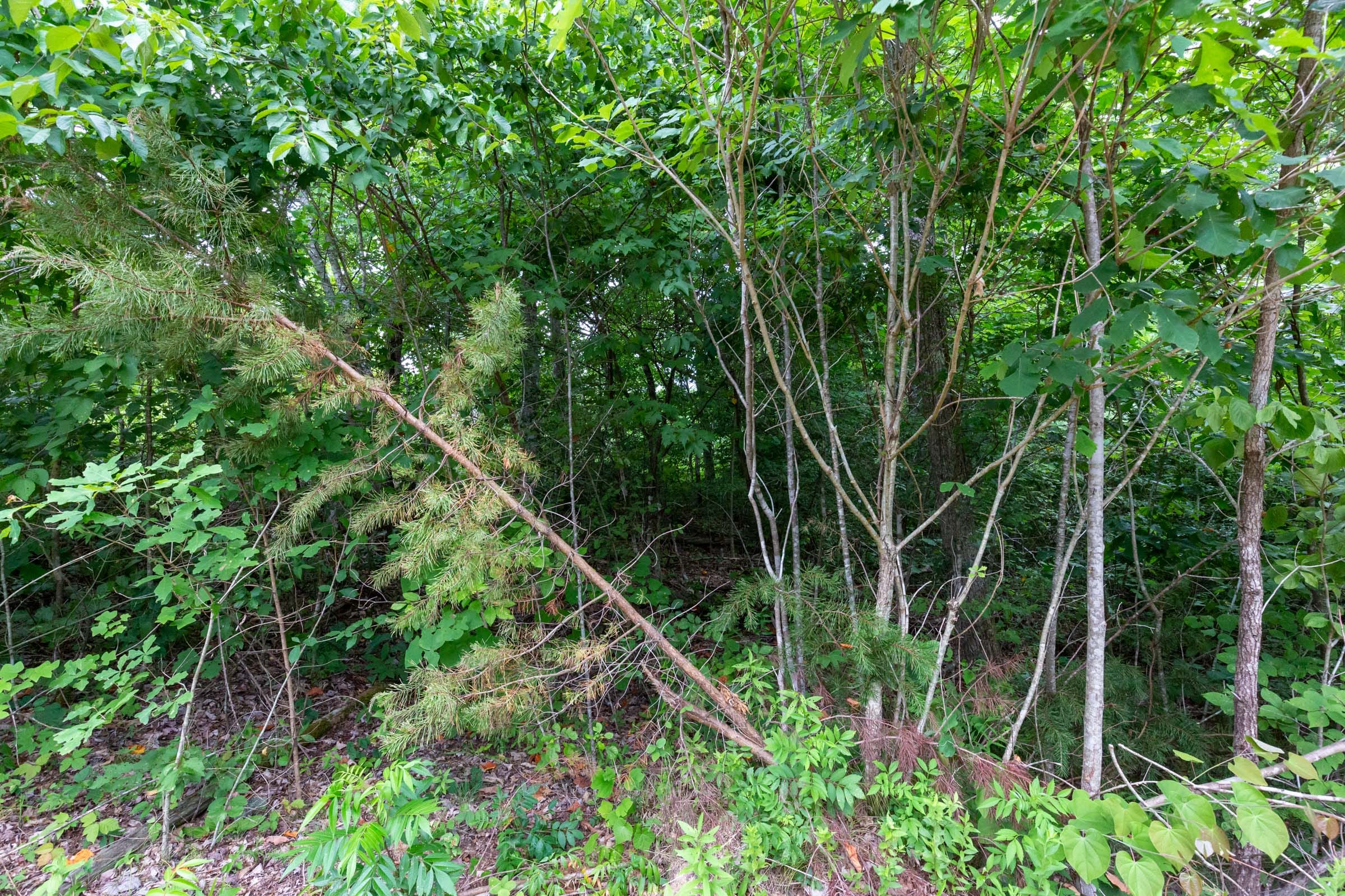 Tucker Hollow Tract 8 photo 11