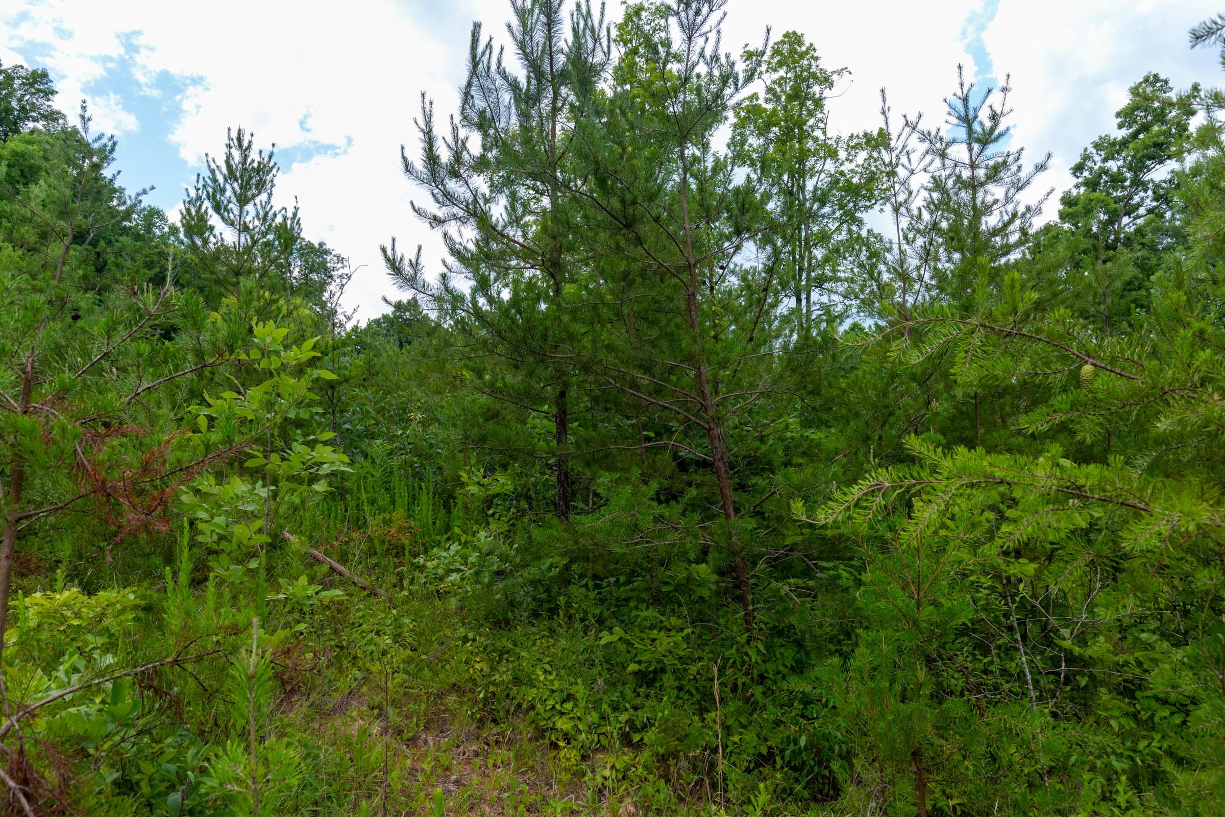 Tucker Hollow Tract 8 photo 12