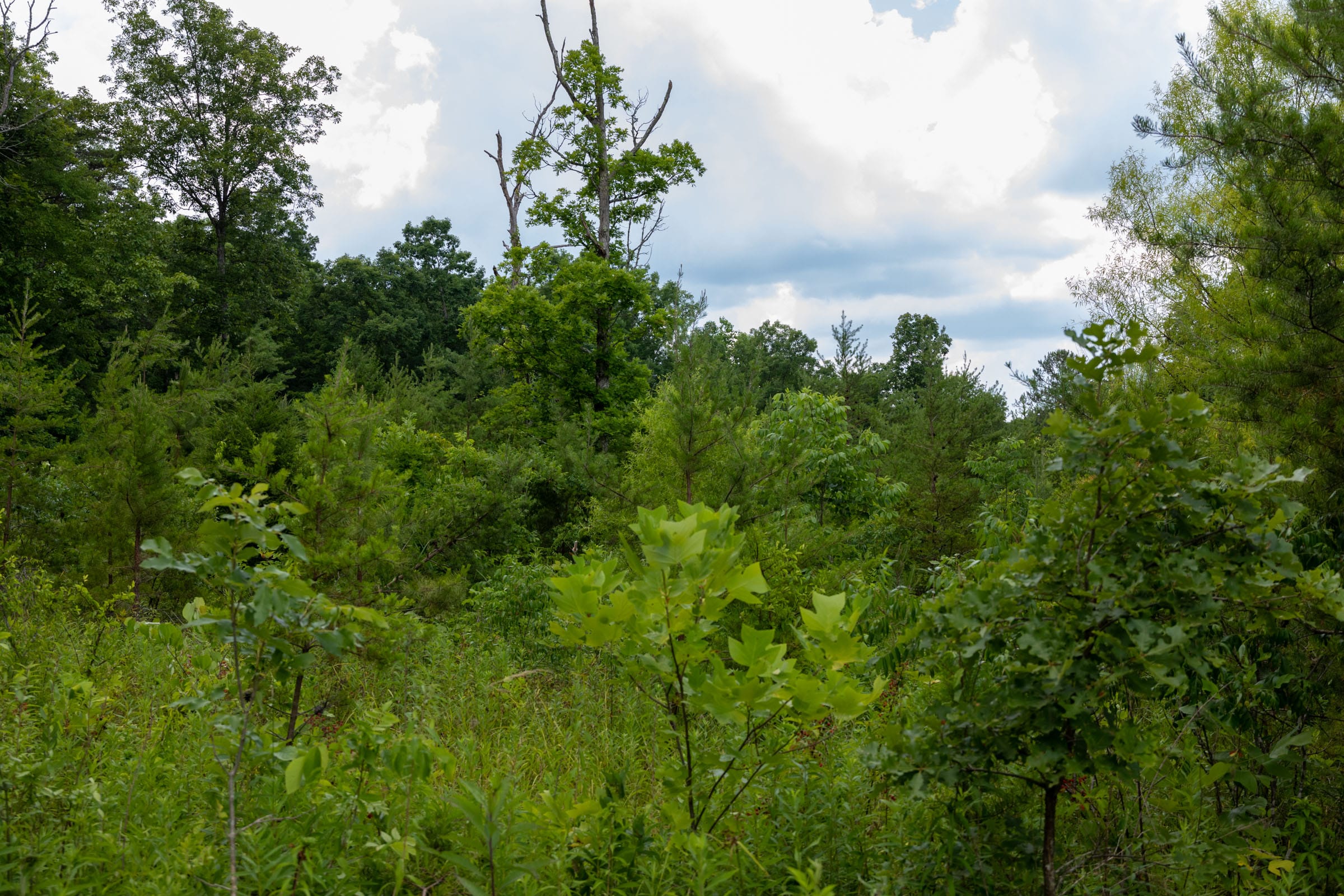 Tucker Hollow Tract 8 photo 16