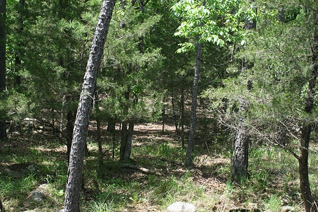 Pushmataha Tract 2 photo 1