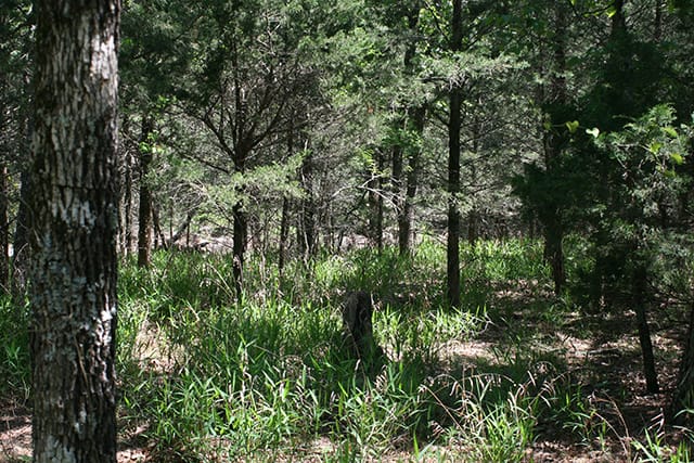 Pushmataha Tract 2 photo 4