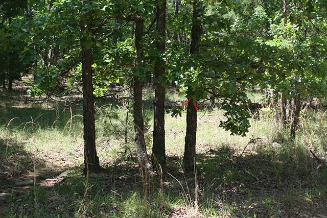Pushmataha Tract 2 photo 8