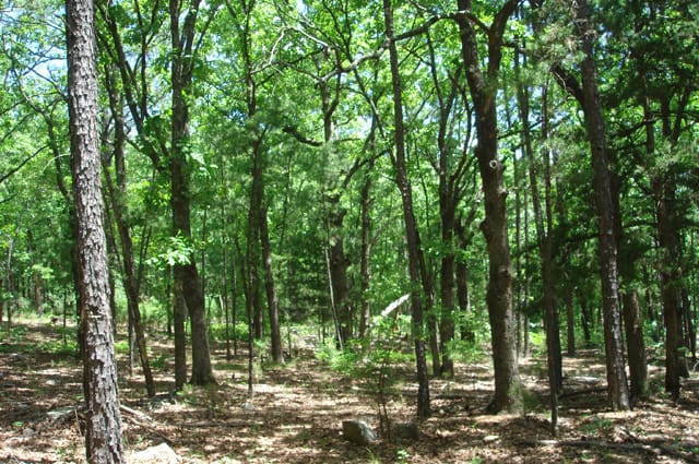 Pushmataha Tract 2 photo 9