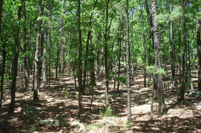 Pushmataha Tract 2 photo 10