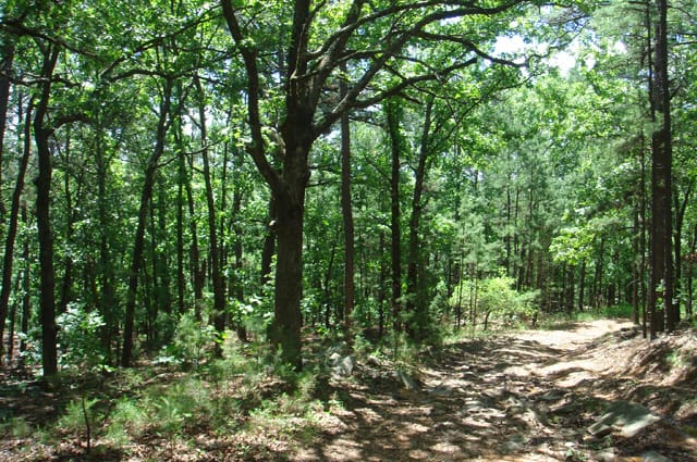 Pushmataha Tract 2 photo 11