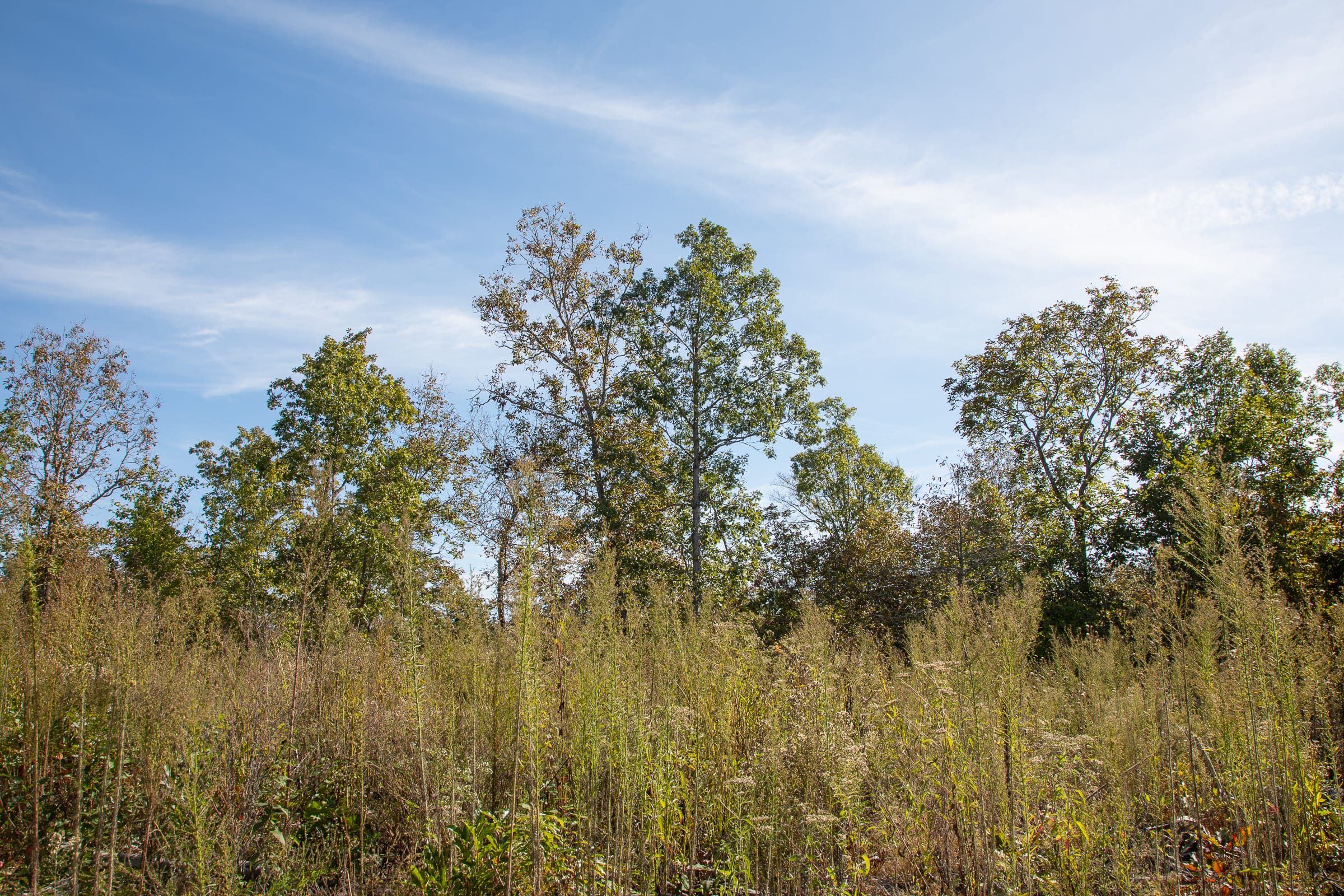 Borgmann’s Hollow Phase IV Tract 129 photo 2