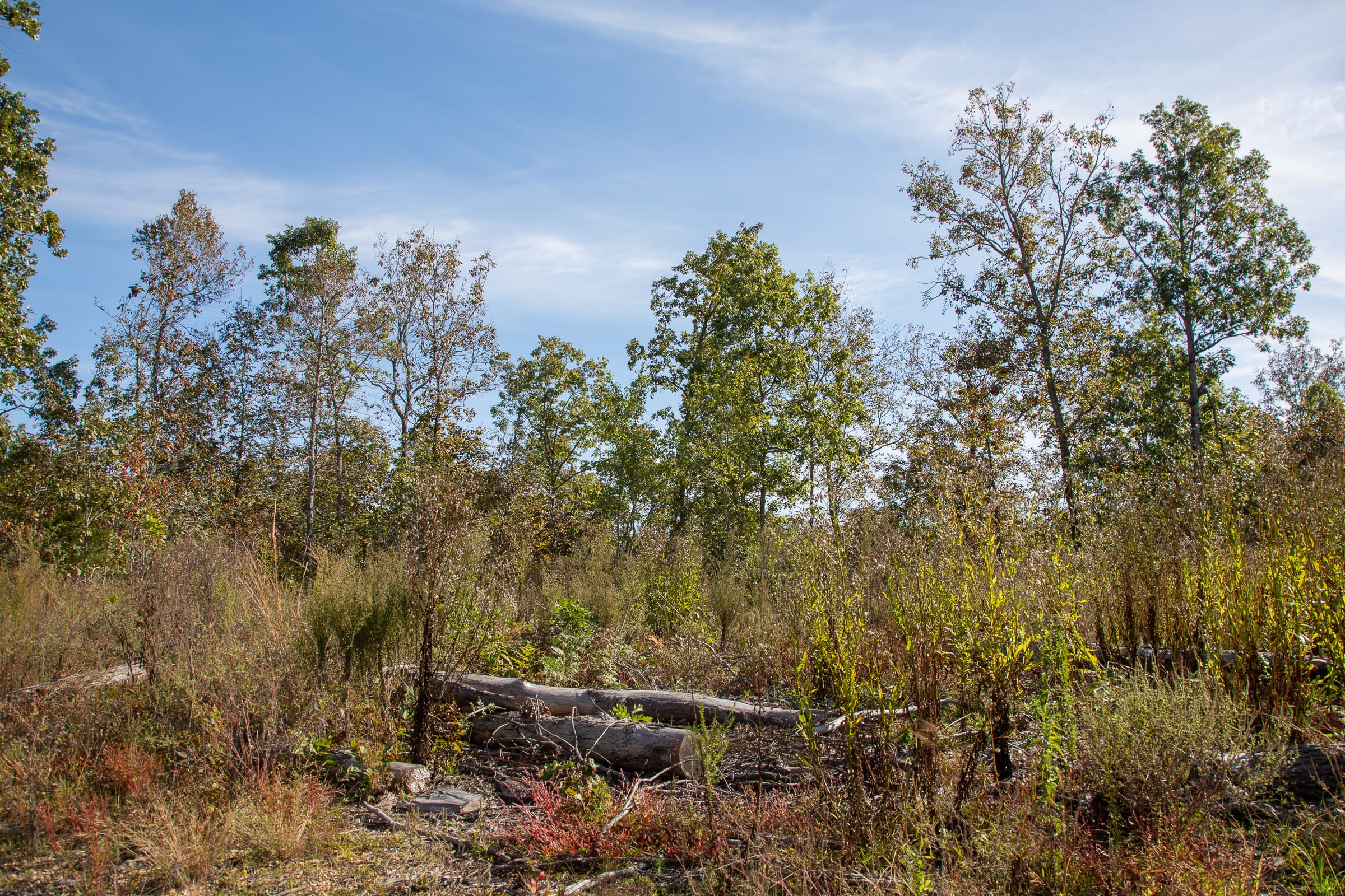 Borgmann’s Hollow Phase IV Tract 129 photo 3